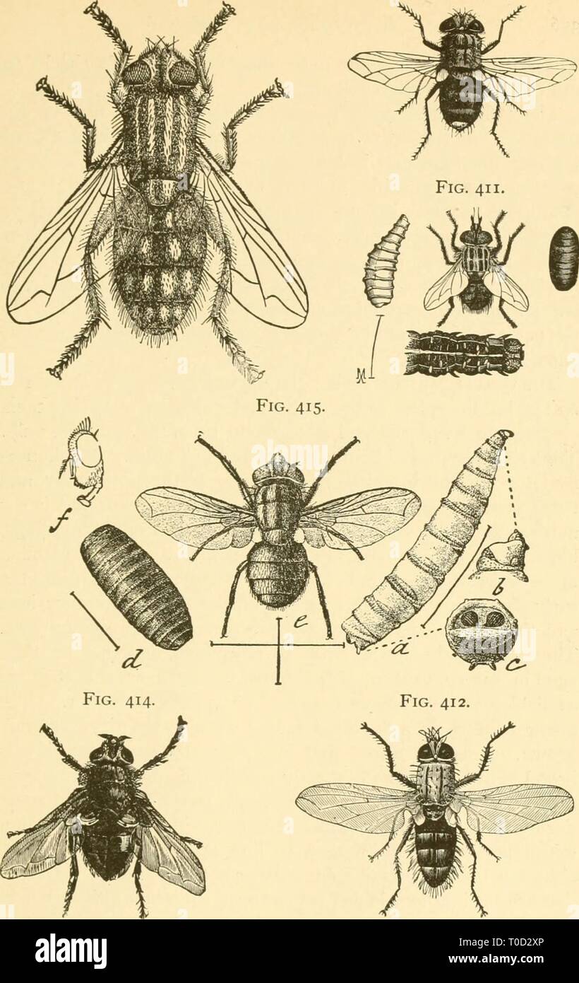 Economic entomology for the farmer Economic entomology for the farmer and fruit-grower economicentomolo01smit Year: 1906  Fig. 413. Fig. 410.    Muscid flies.—Fig. ^10, Exortsta flavicauda, yellow-tailed Tachinid. Fig. 411, T^e- morea leucanits, Tachinid on cut-worms: larva, pupa, adult, and the white eggs on the anterior segments of the caterpillar. Fig. 412, Lydella doryphorcE, Tachinid on potato-beetle. Fig. 413. common flesh-fly, Sarcophaga carnaria. Fig. 414, the blow- fly, Calliphora vomitoria. Fig. 415, screw-worm, Lucilia macellaria: a, b, c, larva and details ; rf, pupa ; e, adult; f, Stock Photo