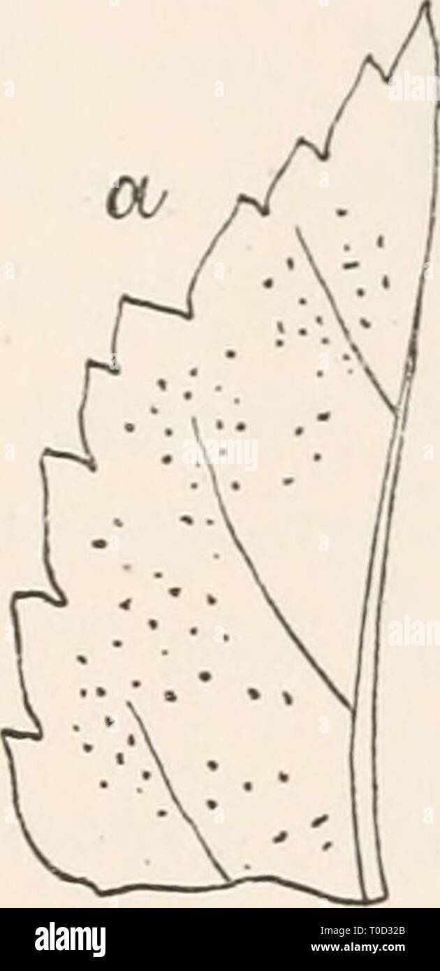 Dr L Rabenhorst's Kryptogamen-Flora von Dr. L. Rabenhorst's Kryptogamen-Flora von Deutschland, Oesterreich und der Schweiz drlrabenhorstskr0107rabe Year: 1903  Discosia 377 Abi es häutig; Sporen länglich - wurstförmig, mit zwei bis mehreren Quer- wänden, öfter mit drei Querwänden, an beiden Enden mit einer Cilie, hyalin oder gelbgrünlieh; Sporenträger stäbchenförmig. Der Name dieser Gattung- ist abgeleitet von discos = Scheibe, wegen dei Gestalt des Fruchtgehäuses. Abi es 3890. D. Artoereas (Tode) Fries, Summa Veg. Scand. p 423 Sacc, Syll. III. p. 653. Syn. Sphaeria Artoereas Tode, F. Meckl. I Stock Photo