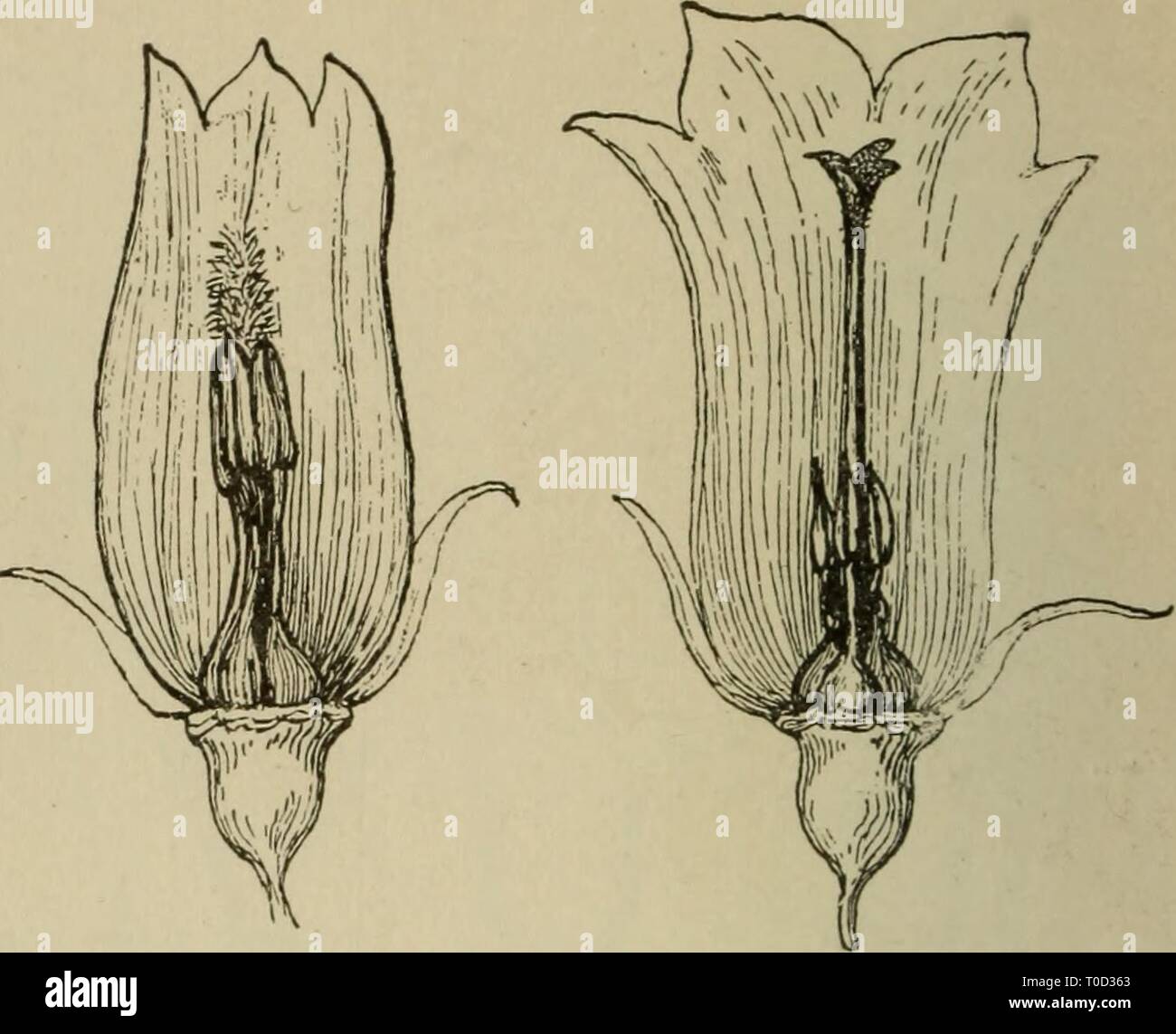 Elementary botany (1898) Elementary botany elementarybotany00atki Year: 1898  Fig- 459- Proterandry in the bell-flower (campanula). Left figure shows the svngencecious stamens surrounding the immature style and stigma. Middle figure shows the immature stigma being pushed through the tube and brushing out the pollen : while in the right-hand figure, after the pollen has disappeared, the lobes of the stigma open out to receive pollen from another flower. the insect, will not touch the stigma of the same flower, but will be in posi- tion to come in contact with the stigma of the next flower visit Stock Photo