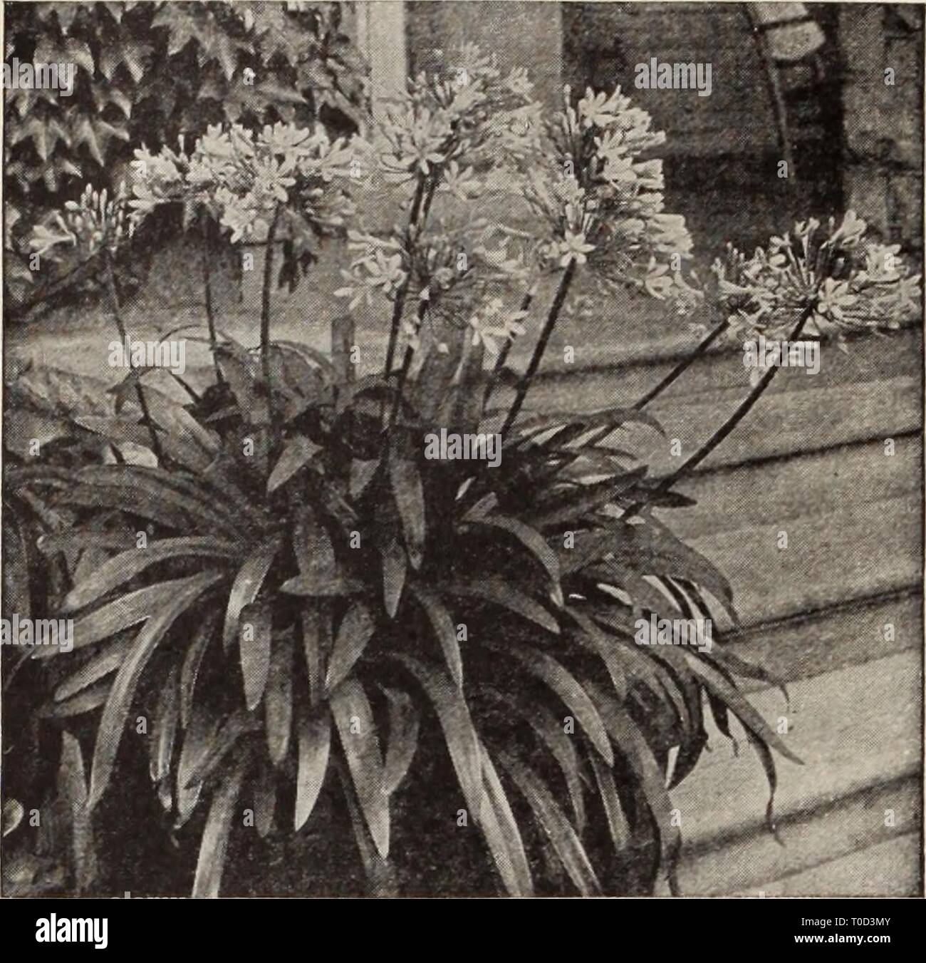 Dreer's garden book  Henry Dreer's garden book / Henry A. Dreer. dreersgardenbook1931dree Year:   156 H^^^^^^^^^^^^^^^Mj PLANTS FOR THE GARDEN AND GREENHOUSE    Agapanthus Umbellatus Agapanthus Umbellatus (Blue Lily of the Nile). A splendid ornamental plant, bearing clusters of bright, blue flowers on 3 feet long flower stalks lasting a long time in bloom. A most desirable plant for outdoor decoration, planted in large pots or tubs on the lawn or piazza. Strong flowering plants from 5-inch pots, $1.00; 8-inch pots, $3.00; large 12-inch tubs, $6.00 each. Agave (Century Plant) An old time favori Stock Photo
