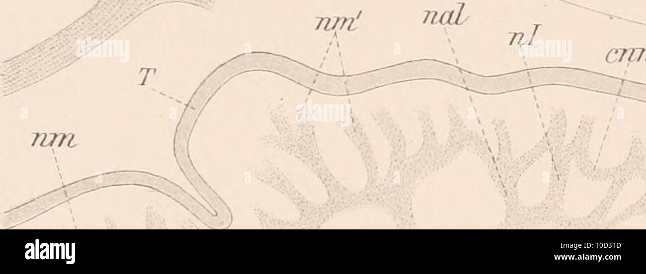 Dr HG Bronn s Klassen Und Dr H G Bronn s Klassen Und Ordnungen Des Thier Reichs 