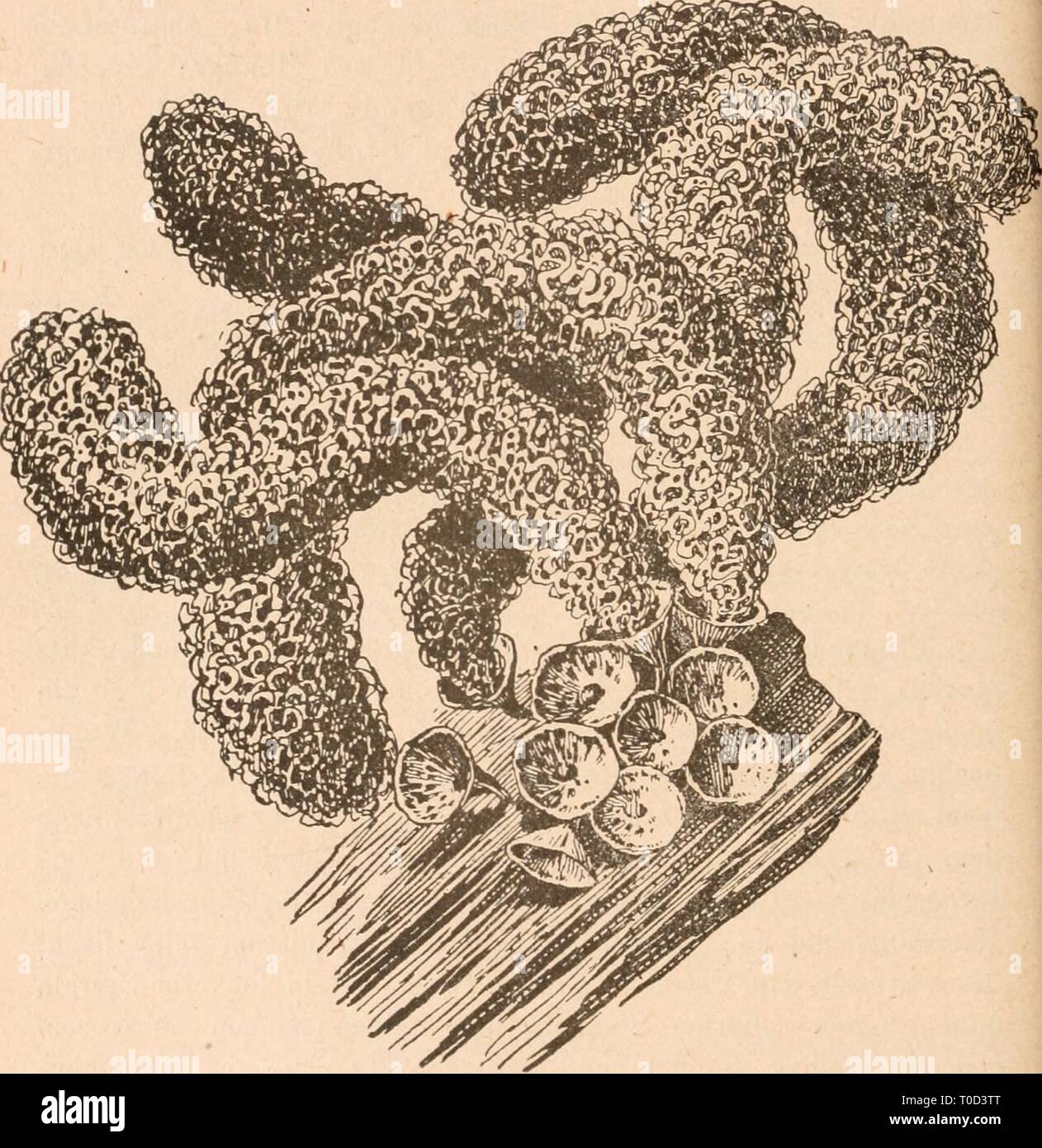 Dr L Rabenhorst's Kryptogamen-Flora von Dr. L. Rabenhorst's Kryptogamen-Flora von Deutschland, Oesterreich und der Schweiz drlrabenhorstskr0110rabe Year: 1920  386 Deutschland, Österreich, Schweiz. Kosuiopol. Sporangien rot; Capillitium meist nach seiner Entfaltung am obern Scheitel vereinzelte, + schild- artige Peridiefragmente tragend.    Fig. 167. Arcyria uutans (Bull.) Grev. Sporaugieugruppe (''/i). Original. Stock Photo