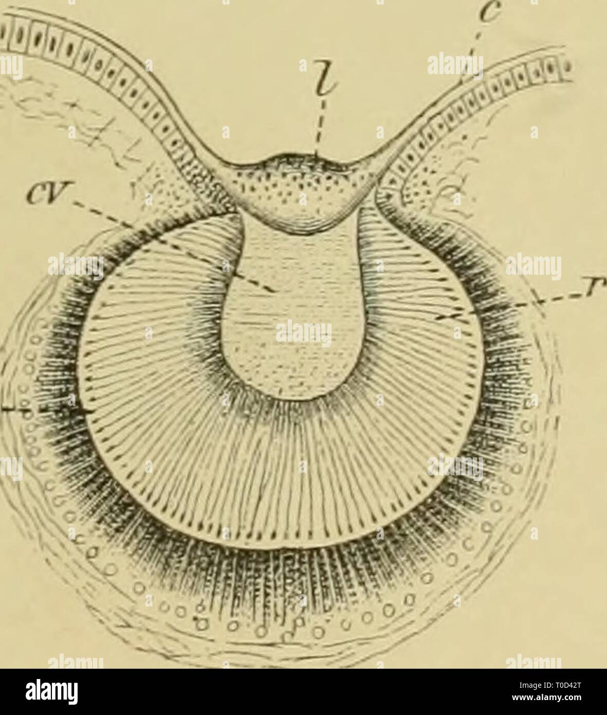G Patton High Resolution Stock Photography And Images Alamy