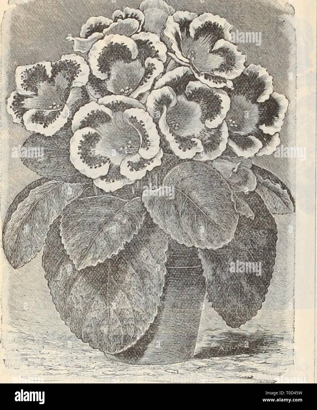 Dreer's wholesale price list Dreer's wholesale price list / Henry A. Dreer.  dreerswholesalep1898dree Year: Dreer's S0PERB Gloxinia. Six Grand New  Double Geraniums. J. B. Varonne. Immense florets, liery carmine with large  white
