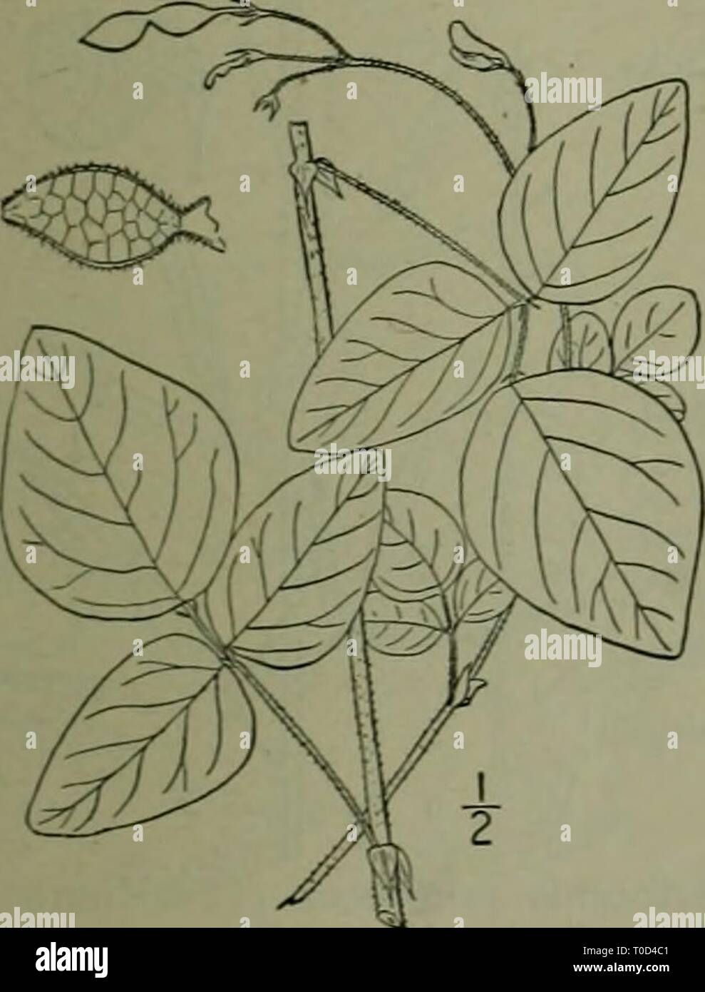 An illustrated flora of the Stock Photo - Alamy