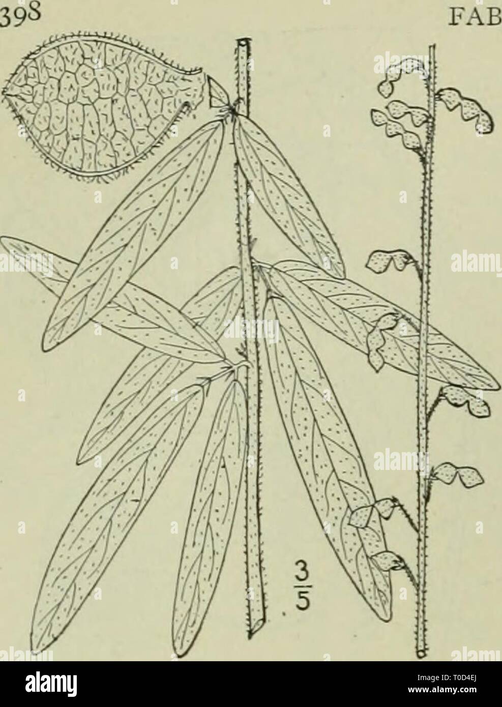An illustrated flora of the Stock Photo - Alamy
