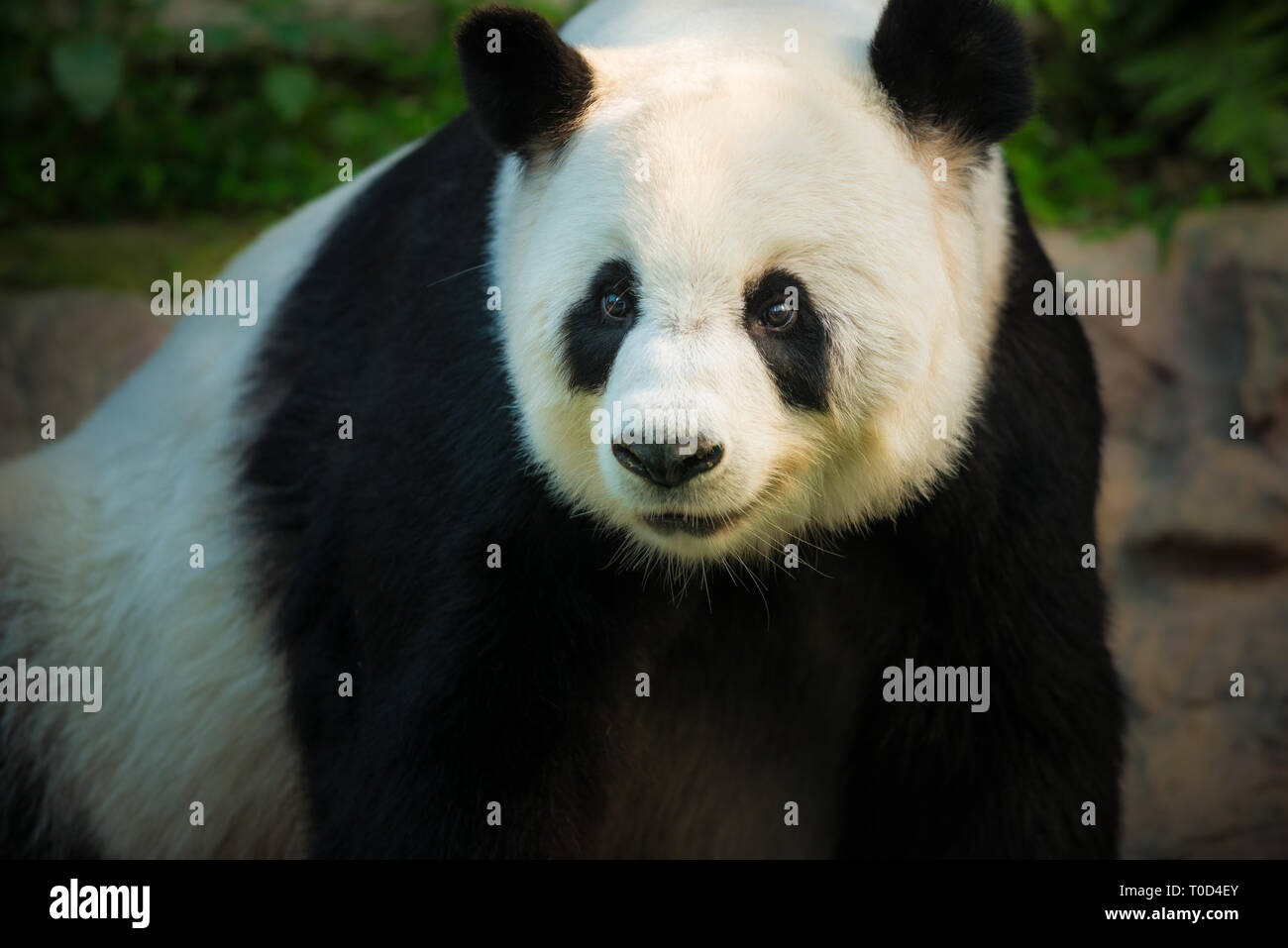 The Giant Panda Ailuropoda melanoleuca looks directly towards the camera Stock Photo