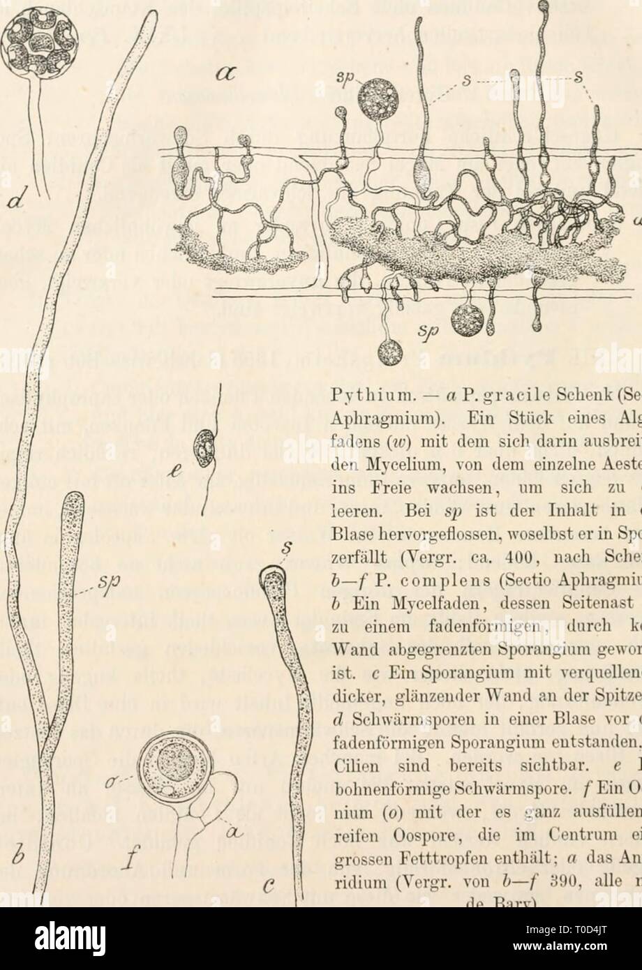 Dr L Rabenhorst's Kryptogamen-Flora von Dr. L. Rabenhorst's Kryptogamen-Flora von Deutschland, Oesterreich und der Schweiz drlrabenhorstskr0104rabe Year: 1892  394 Fig. 64.    Pythiuni. — a P. gracile Schenk (Sectio Aphragmium). Ein Stück eines Algen- fadens (w) mit dem sich darin ausbreiten- den Mycelium, von dem einzelne Aeste (s) ins Freie wachsen, um sich zu ent- leeren. Bei sp ist der Inhalt in eine Blase hervorgeflossen, woselbst er in Sporen zerfällt (Vergr. ca. 400, nach Schenk). b—f F. coniplens (Sectio Aphragmimn). h Ein Mycelfaden, dessen Seitenast (sp) zu einem fadenförmigen, durch Stock Photo