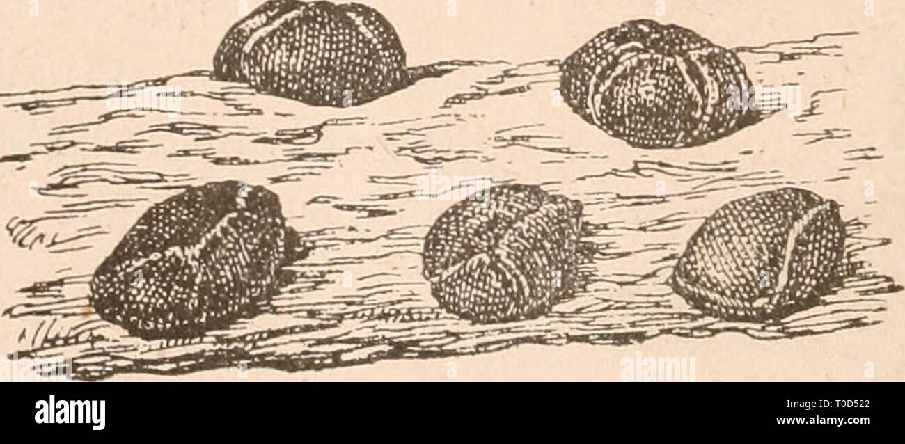 Dr L Rabenhorst's Kryptogamen-Flora von Dr. L. Rabenhorst's Kryptogamen-Flora von Deutschland, Oesterreich und der Schweiz drlrabenhorstskr0110rabe Year: 1920  Fig. 174. Prototiickia metallica (Berkeley) Maasee Sporangiengruppe (2*^/iJ. Nach Lister. Listerella. Sporangien halbkugelig, äußerst klein, mittelst Lappen längs vorgebildeter Dehiszenzlinien sich öffnend, Capillitium- fäden schlank, perlschnurartig, jedenfalls mindestens mittelst eines Endes an der Peridie befestigt.    Fig. 175. Listerella paradoxa Jahn. Sporaiigieiigruppe t^/,). Nach Lister. Stock Photo