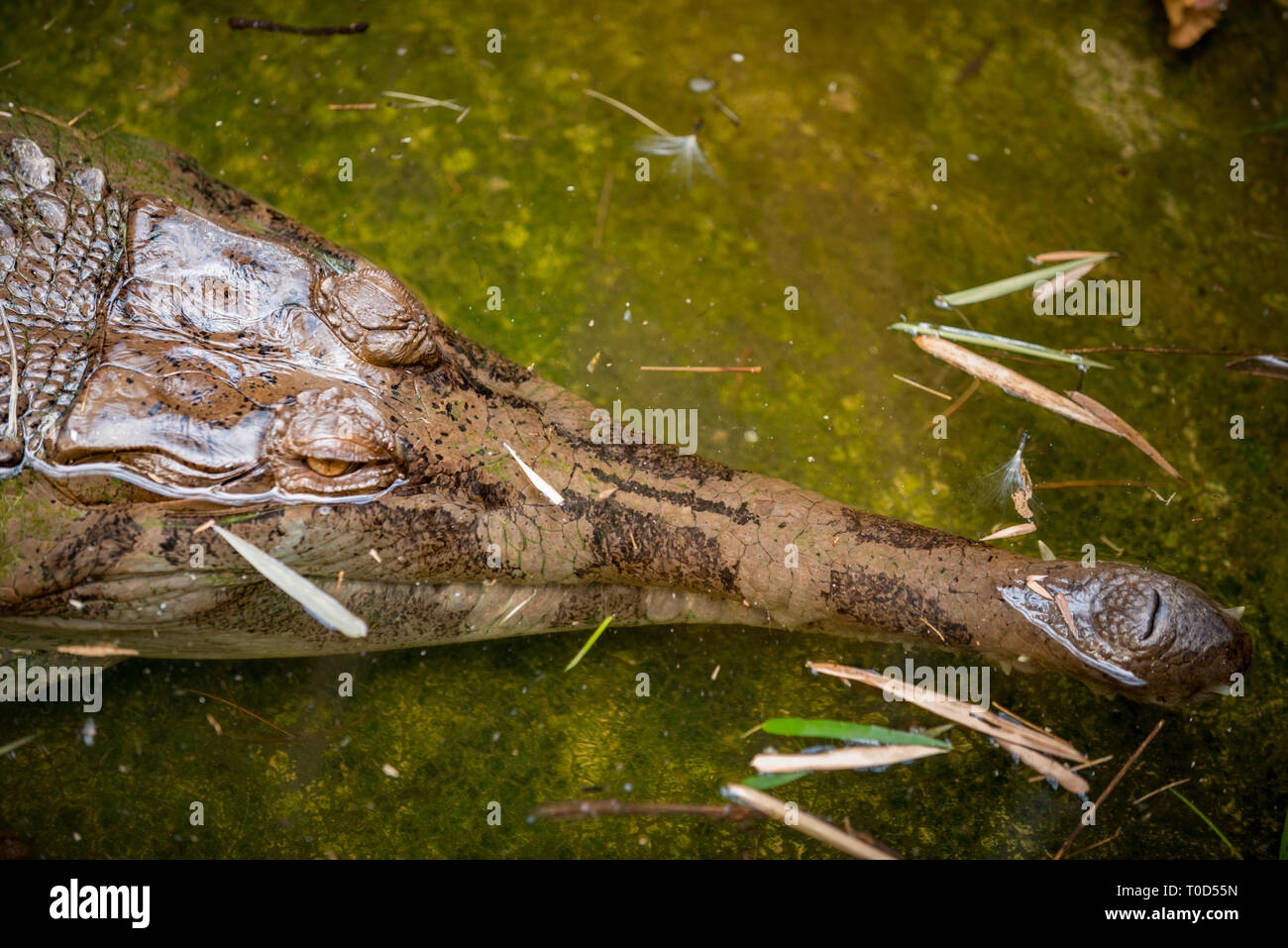 Gavial fish-eating crocodile Gavialis gangeticus in the water Stock Photo