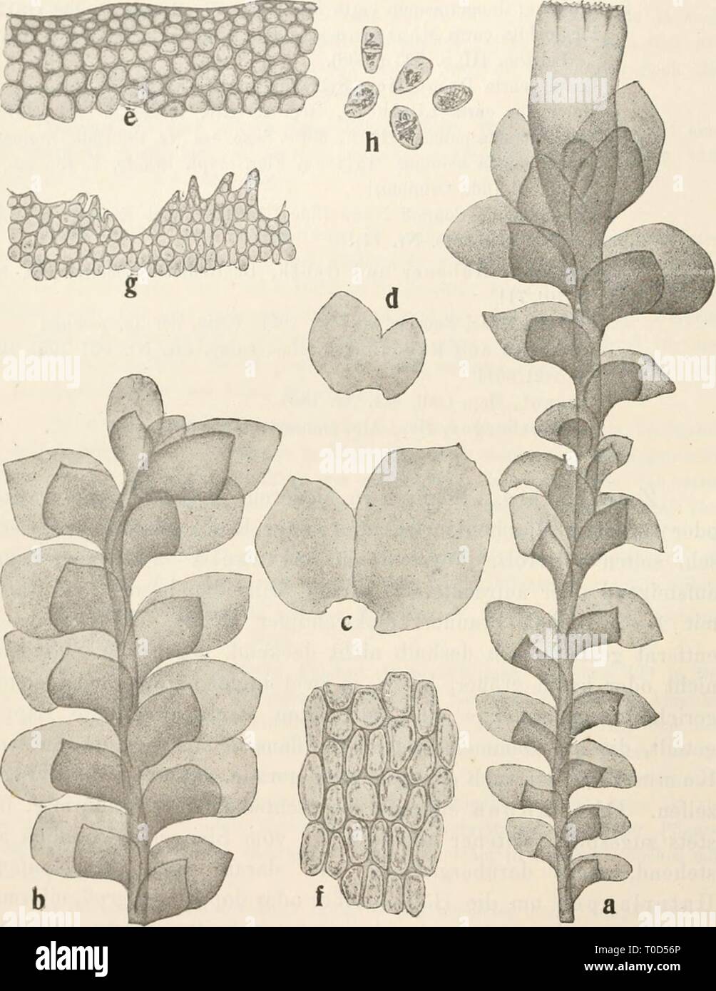 Dr L Rabenhorst's Kryptogamen-Flora von Stock Photo