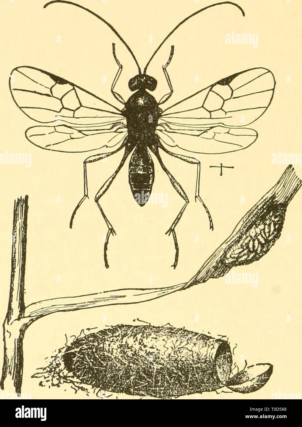 Economic entomology for the farmer Economic entomology for the farmer and fruit-grower economicentomolo01smit Year: 1906  384 AN ECONOMIC ENTOMOLOGY. Most of these parasites have the disadvantage of not influ- encing in the least the amount of injury done by the host; they simply prevent it from changing to an adult. It often happens that spinning caterpillars even complete their cocoon, and in this we find the mass of parasitic cocoons instead of the Lepidopter- ous pupa. On the other hand, some of them complete their Fig. 442.    Apanteles species.—Little mass of cocoons on leaf, replacing a Stock Photo