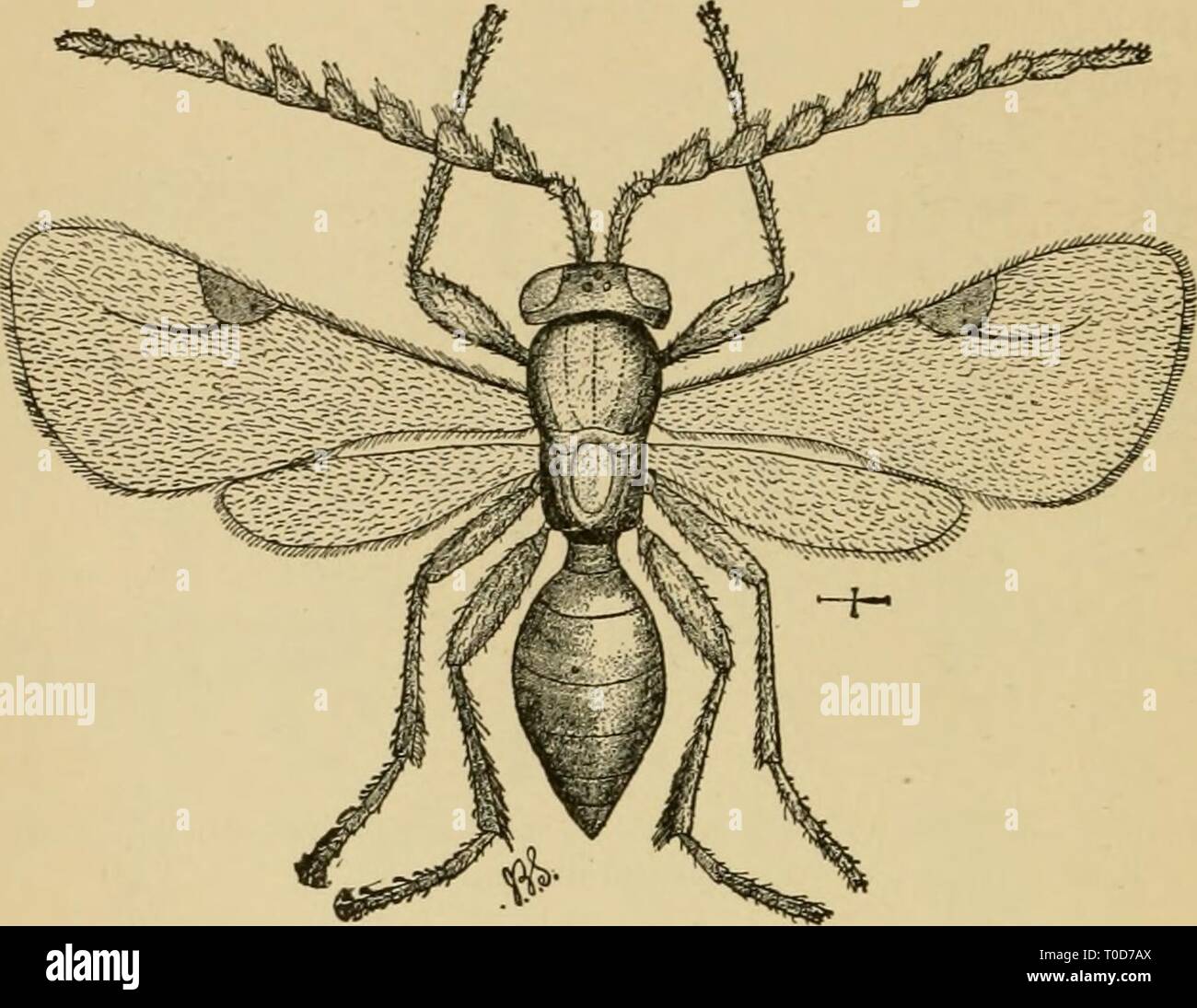 Peronists Insect Economic entomology for the farmer Economic entomology for the farmer ...