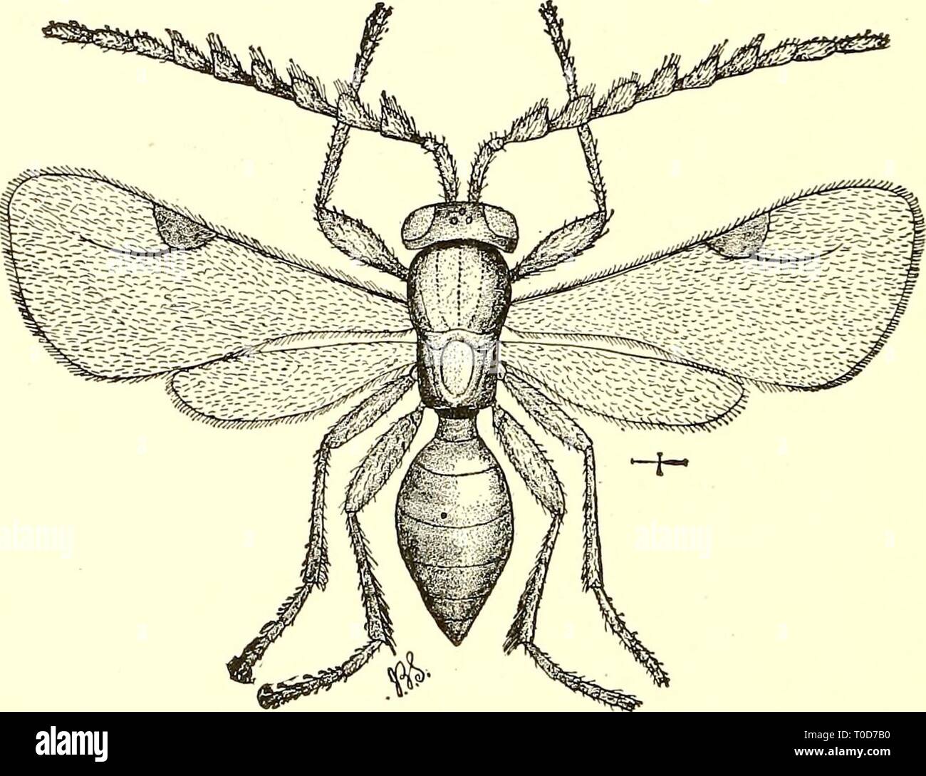 U Form Insect Economic entomology for the farmer Economic entomology for the farmer ...