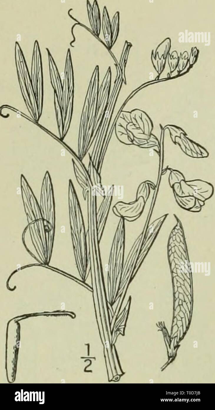 An illustrated flora of the An illustrated flora of the northern United States, Canada and the British possessions : from Newfoundland to the parallel of the southern boundary of Virginia and from the Atlantic Ocean westward to the 102nd meridian ed2illustratedflo02brit Year: 1913  FABACEAE.    Vol. 11. Wild 3. Lathyrus palustris L. IMarsh 'ctchling. Pea. Fig. 2626. Lathyrus palustris L. Sp. PI. 733. 1753. L. falustns linearifolius Ser in DC. Prodr. 2; 371. 1825. Perennial, glabrous or somewhat pubescent; stems an- gled and usually winged, slender, i°-3° long; stipules half- sagittate, lanceo Stock Photo