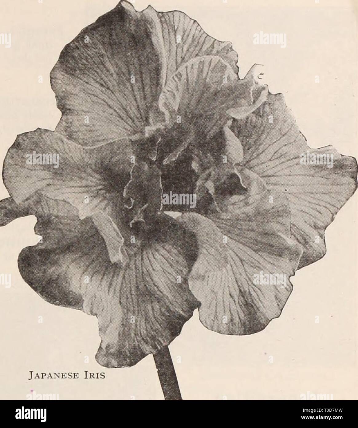 Dreer's garden book  Henry Dreer's garden book / Henry A. Dreer. dreersgardenbook1931dree Year:   HARDY PERENNIAL WANTS yPHIMDElPlM?^ iss Japanese Iris (Iris Kaempferi) The improved forms of this beautiful flower have placed them in the same rank popularly as the Hardy Phloxes and Peonies. Coming into flower about the middle of June, and continuing for 3 to 4 weeks they fill in a period when flowers of this attractive type are particularly welcome. 2 j to 3 feet. They succeed in almost any soil and position, but like rich soil and plenty of water when they are forming their buds and develop- i Stock Photo