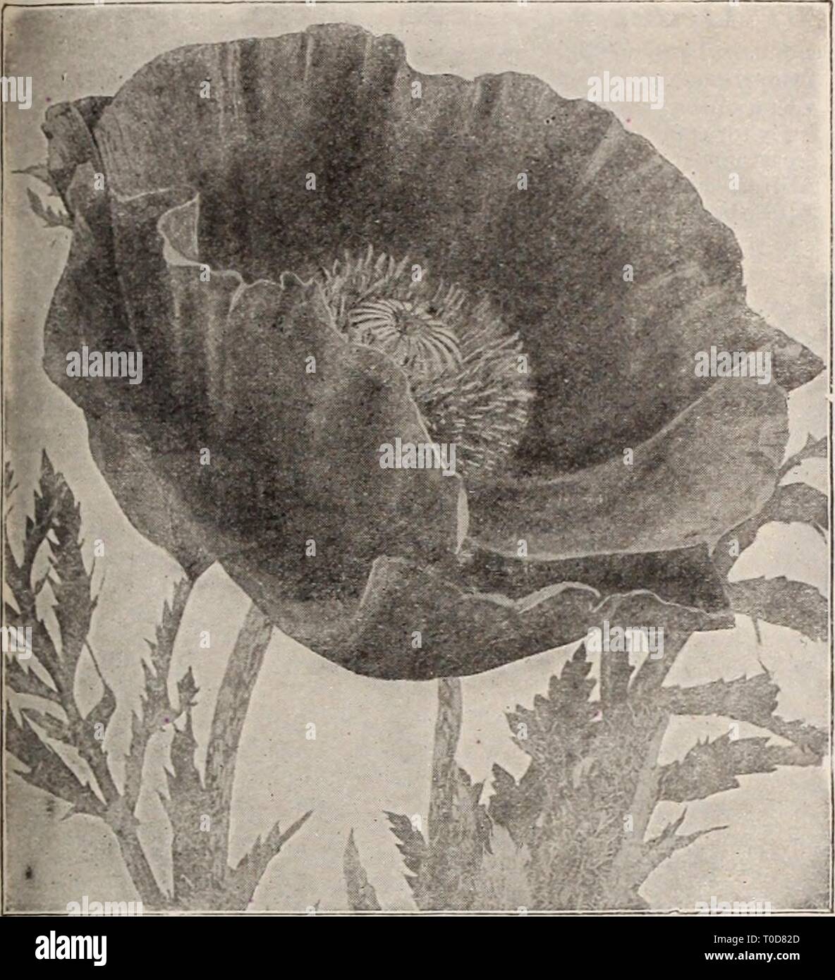 Dreer's garden book  Henry Dreer's garden book / Henry A. Dreer. dreersgardenbook1931dree Year:   x HARDY PERENNIAL PIANTS / 187    Papaver Orientalis (Oriental Poppy) Pachysandra (Japanese Spurge) Terminalis. A trailing plant, 6 to 8 inches high, forming broad mats of bright, glossy green foliage and small spikes of flowers during May and June; invaluable as a cover plant either in sun or shade. 25 cts. each; $2.00 per doz.; $15.00 per 100; $120.00 per 1000. Hardy Garden Pinks Dianthus Plumarius (Scotch Pinks) Old favorites, bearing their sweet, clove-scented double flowers in the greatest pr Stock Photo