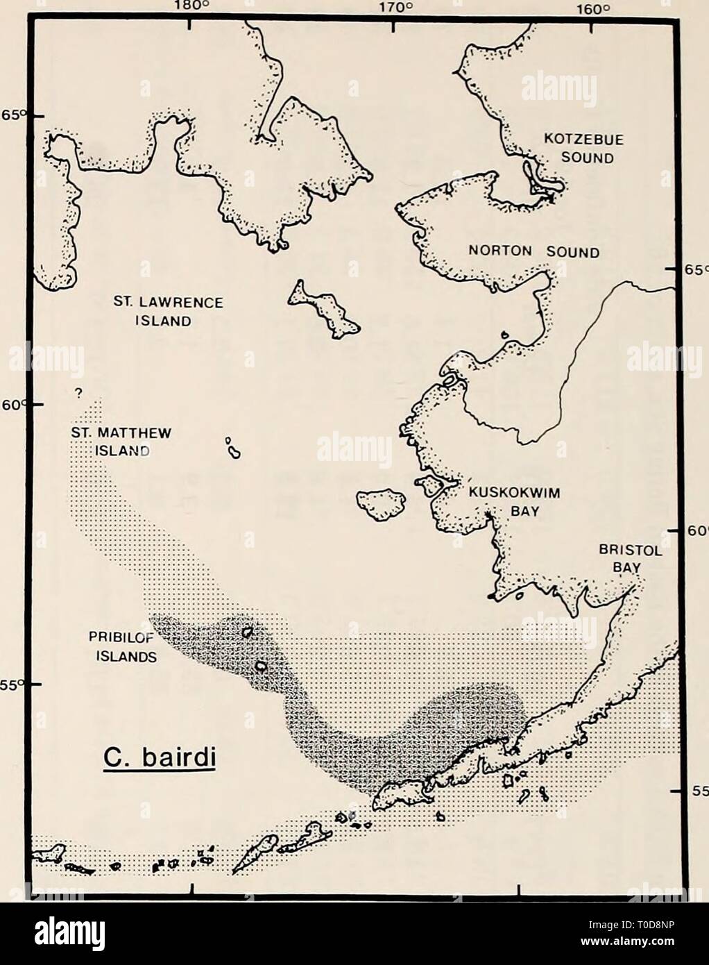 The Eastern Bering Sea Shelf The Eastern Bering Sea Shelf : oceanography and resources / edited by Donald W. Hood and John A. Calder easternberingsea00hood Year: 1981  21-22 61-62 101-102 141-142 181-182 41-42 81-82 121-122 161162 CARAPACE LENGTH(MM) Figure 61-12b. Size-frequency distributions of blue king crab from the 1979 survey. Size at recruitment is approxi- mately 135 mm. commercial catch was unknown and biologists were not interested in Tanner crab during early explora- tory cruises for king crab, it was many years before the distributions of C. bairdi and C. opilio in the eastern Beri Stock Photo