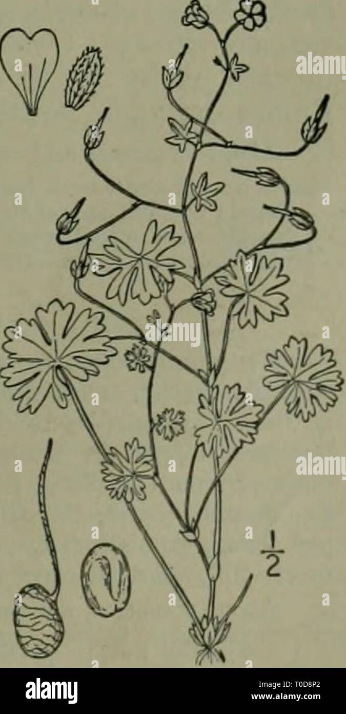 An illustrated flora of the An illustrated flora of the northern United States, Canada and the British possessions : from Newfoundland to the parallel of the southern boundary of Virginia and from the Atlantic Ocean westward to the 102nd meridian ed2illustratedflo02brit Year: 1913  . 9. Geranium pusillum L. Small-flowered Crane's-bill. Fig. 2660. Geranium pusillum L. Sp. PI. Ed. 2, 957. 1763- Annual, widely branching, slender, w-eak, pubes- cent or villous, 4-18' long. Leaves petioled, reni- form-orbicular, Y-ii' wide, deeply divided into 7-9 oblong, or sometimes linear-oblong, entire or 3- to Stock Photo