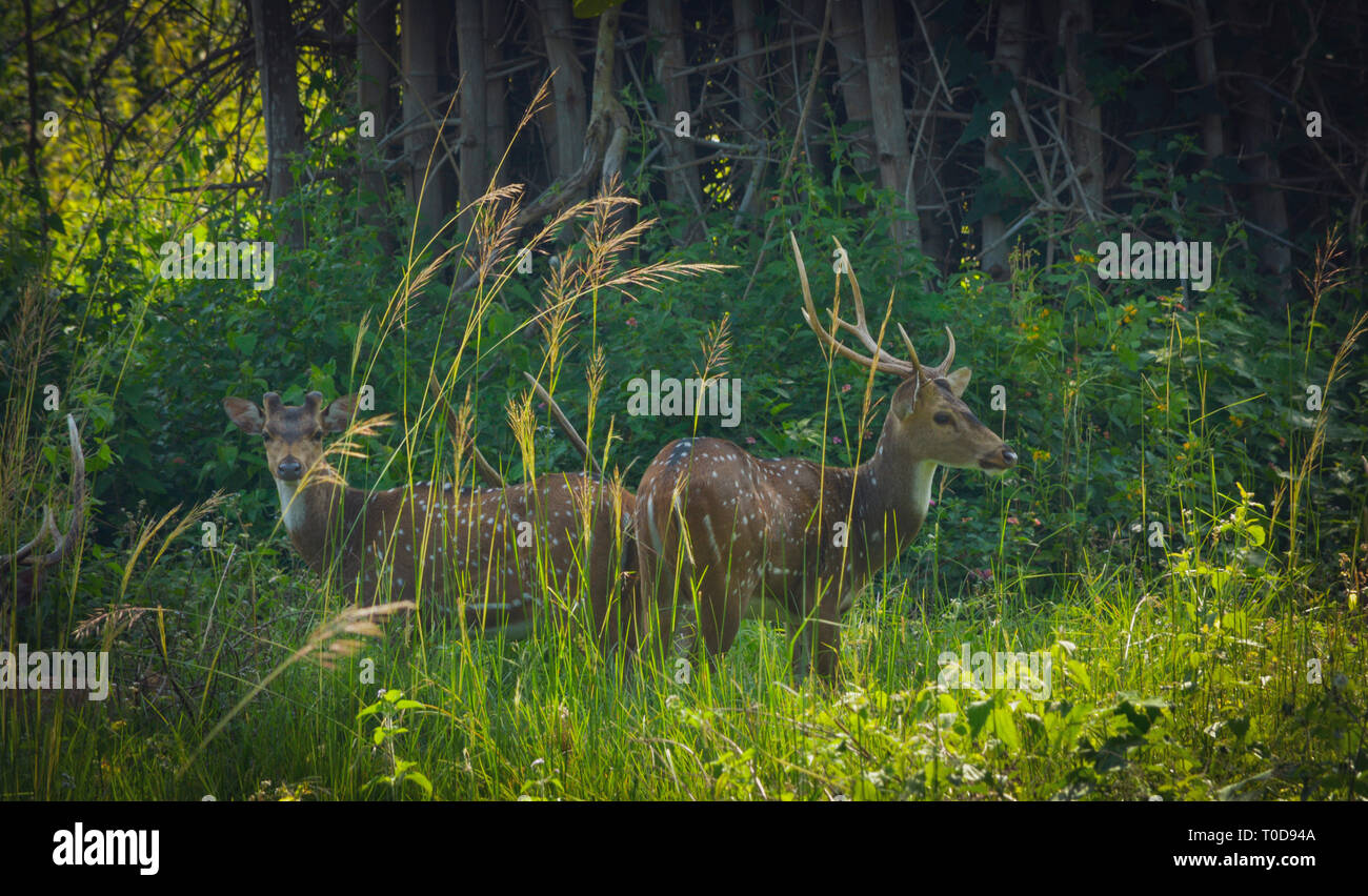Wild animals in kerala hi-res stock photography and images - Alamy Wild animals in kerala hi-res stock photography and images - Alamy