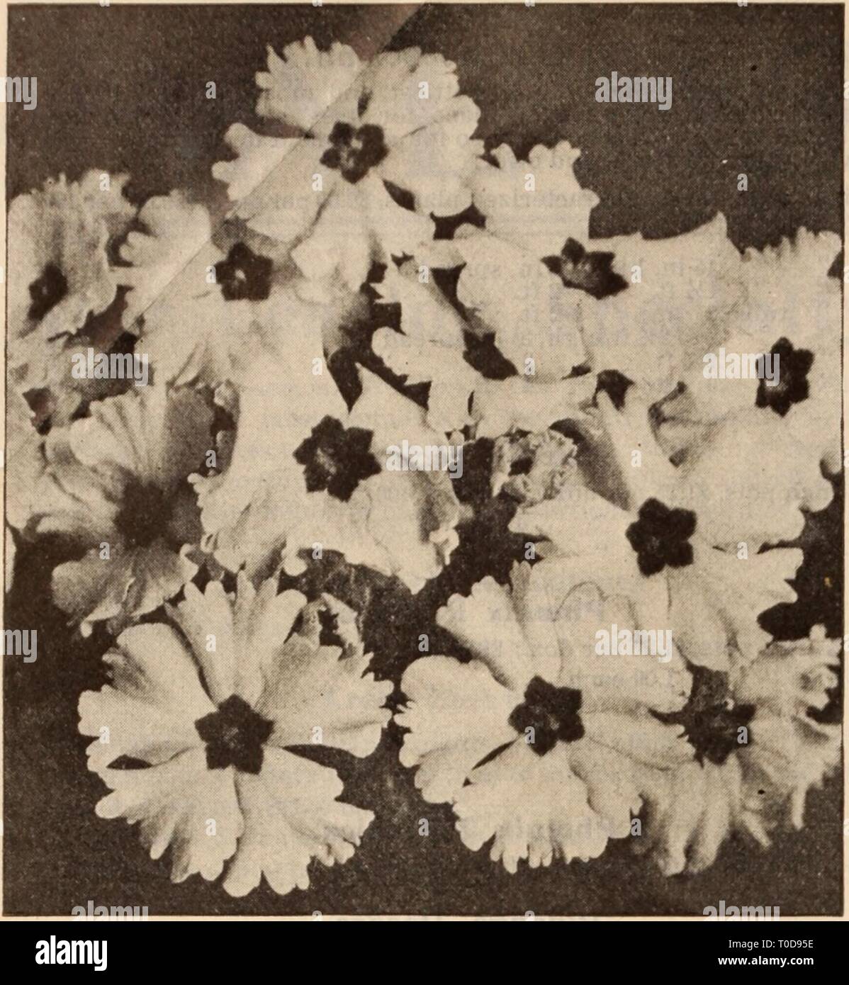 Dreer's wholesale price list  Dreer's wholesale price list / Henry A. Dreer. dreerswholesalep1912dree Year:   26    PRIMULA SINENSIS FIMBRIATA Phyllotaenium. Lindeni Maenificum. An improved form, with larger leaves and more decided in variegation. 75 cts. each. Phyilanthus. Speciosus. Similar in appearance to some of the narrow leaved warm house Aralias, but of quicker growth. A pretty decorative plant. 25 cts. each; $2.50 per doz. Piper. Metallicum. A pretty foliage plant for the warm conservatory, with thick, round leaves of deep metallic green. 35 cts. each. Plumbago. Capensis. We can suppl Stock Photo