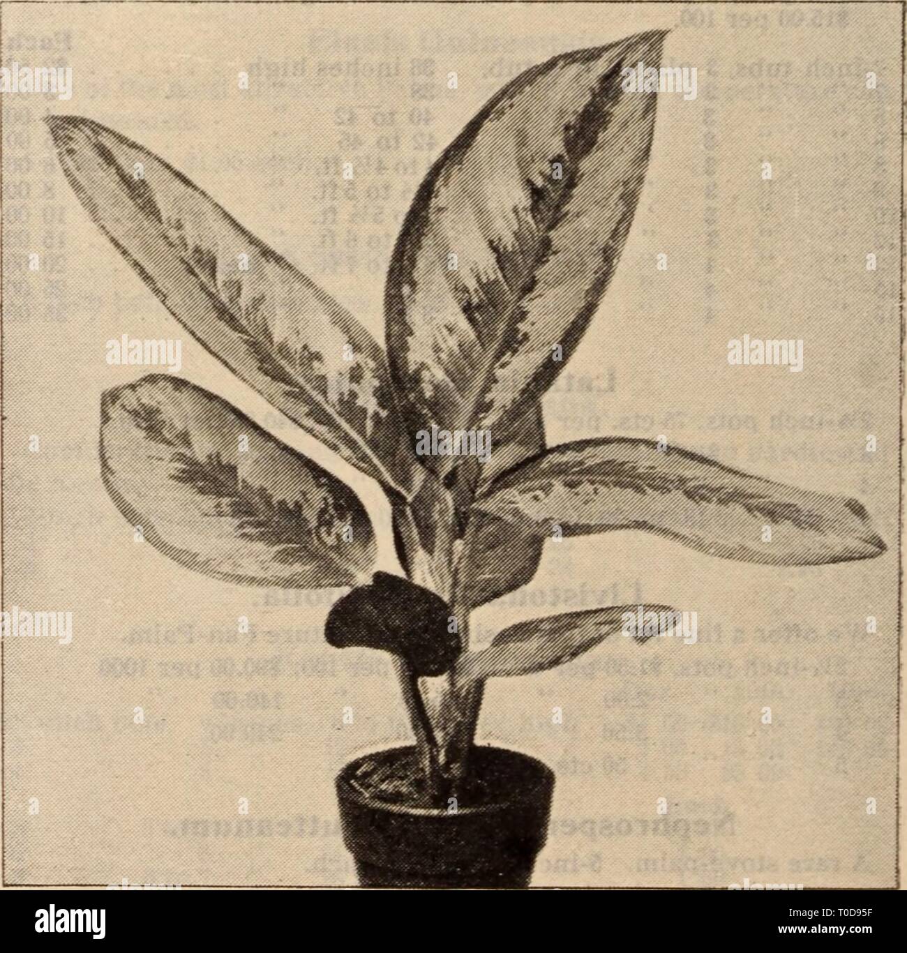Dreer's wholesale price list  Dreer's wholesale price list / Henry A. Dreer. dreerswholesalep1912dree Year:   FORCING RHODODENDRON Smilax. 2'4-inch pots, 50 cts. per dozen; $3.50 per 100. Swainsona. Qaleslfolia Alba. 3-inch pots, $1.00 per doz.; $7.00 per 100. Stigmaphyllon Ciliatum. (Brazilian Golden or Orchid Vine.) One of our most beautiful flowering climbers, either for the greenhouse or open air. 15 cts. each; $1.50 per doz. Sparmania Africana. A good, winter flowering plant for the amateur's conservatory or window garden. 3-inch pots, 15 cts. each; $1.50 per dozen. Thunbergia Harrisii. A Stock Photo