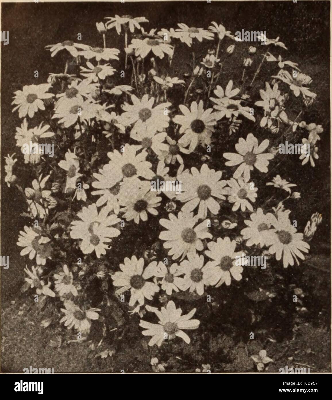 The Golden Eagle Nugget Stock Photos The Golden Eagle