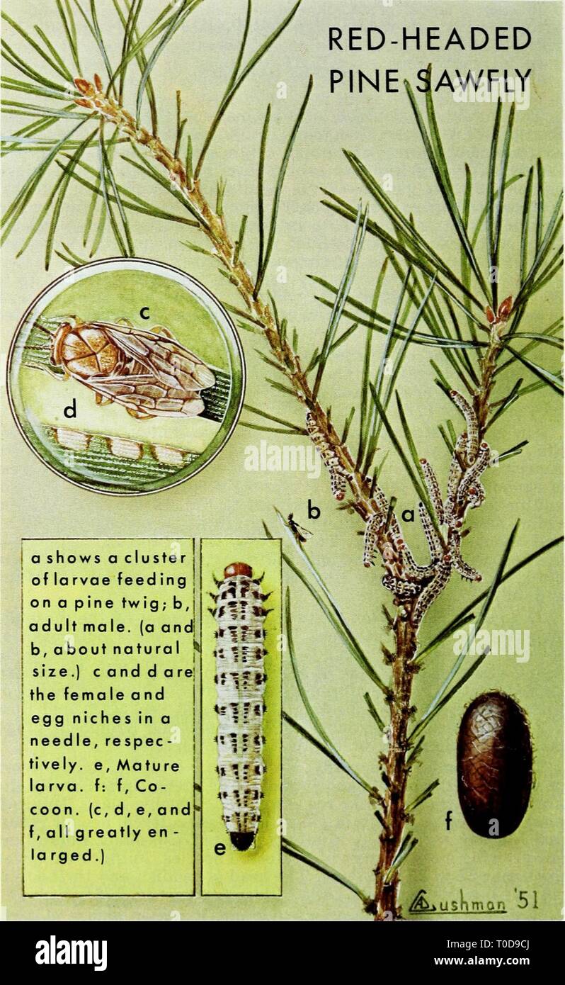 Eastern forest insects (1972 Stock Photo - Alamy