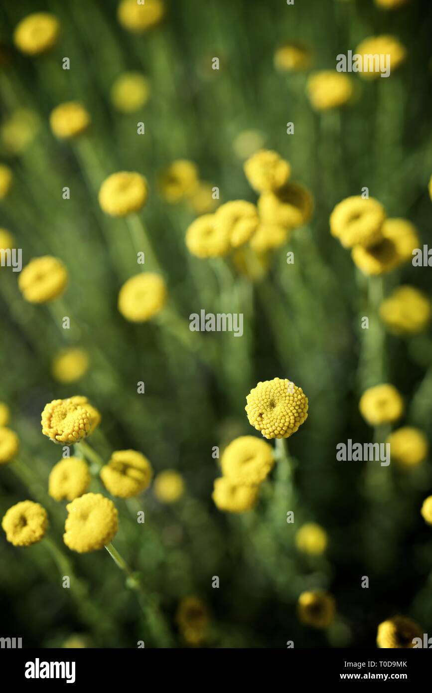Wild flower close up in Spain. Stock Photo