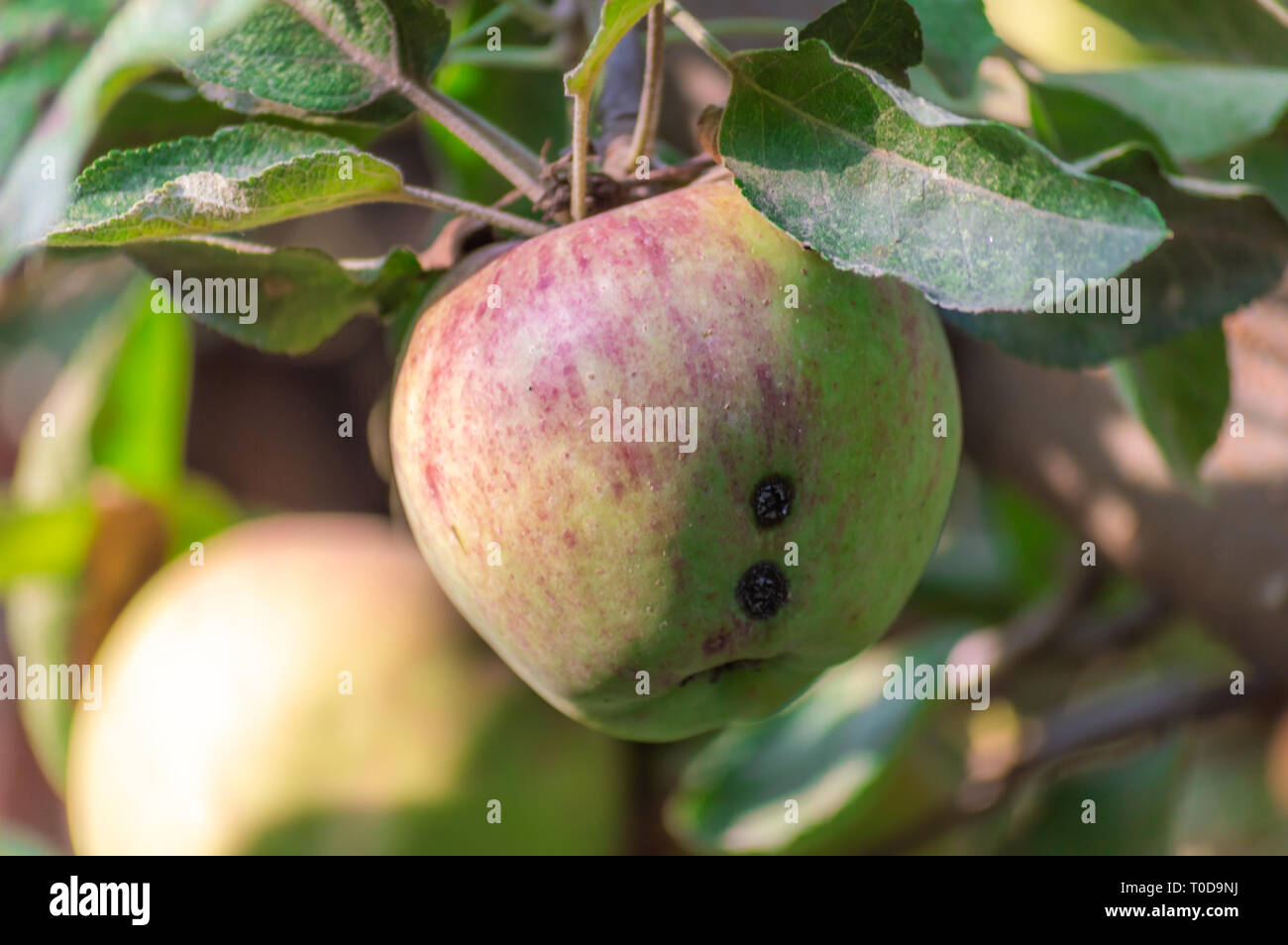 Apples spoilt by pests, insects, plant disease, eaten by birds, before being harvested Stock Photo
