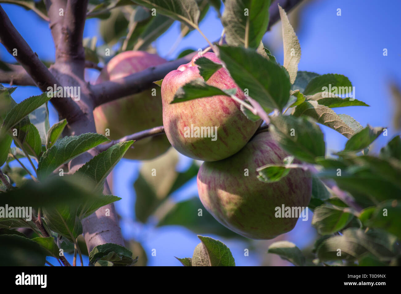 Kashmir apple hires stock photography and images Alamy