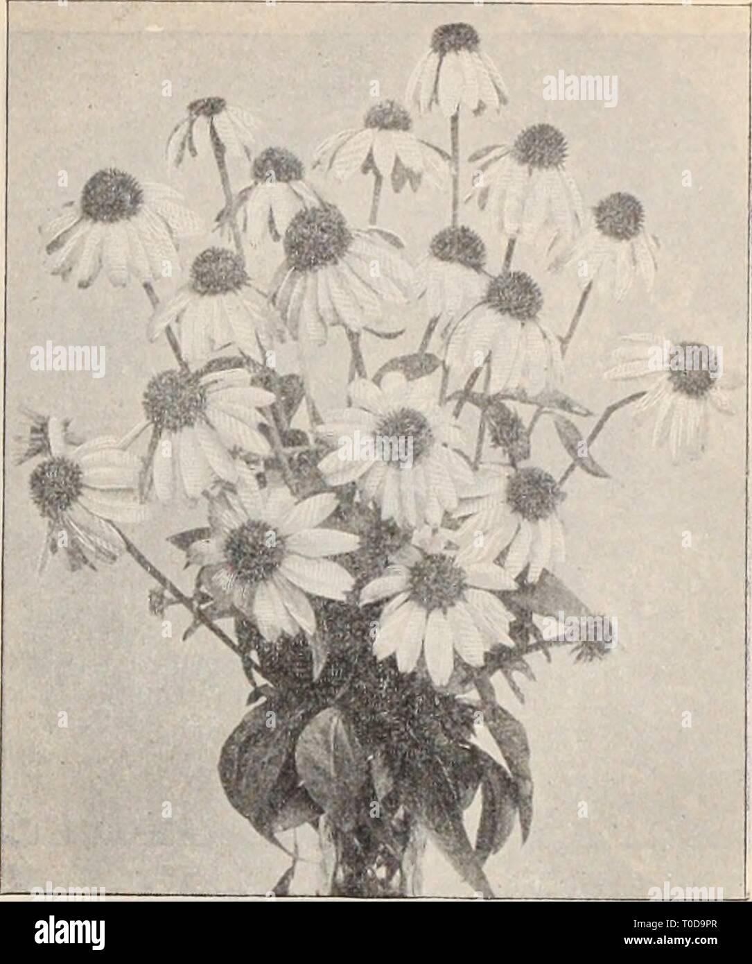 Dreer's wholesale price list  Dreer's wholesale price list / Henry A. Dreer. dreerswholesalep1898dree Year:   'OORmOI'SlS Lanckolata.    Echinacea. DictamnnS (Gas Plant). Per doz. Fraxinella. Pink, very strong 1 00 Fraxinella Alba. '* l 25 Dielytra or Dicentra. Speotabilis. Strong 1 25 Eizimia. Strong 1 00 Digitalis (Fox Glove). Strong plants i 00 Doronicnm (Leopards Bane). Austriacum. Strong plants l 00 Oaucasicum. ' i 50 Excelaum. ' 1 25 Draba (Whitlow Grass). Androsacea. 2i-inch pots 75 Echinacea (Rudbeckia). Purpurea. Strong divisions 1 00 Epimedinm (Barrenwort). Lilacea. Lilac, strong pla Stock Photo
