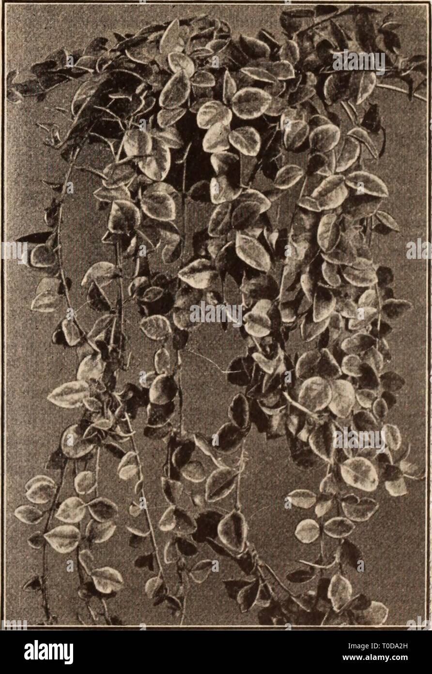 Dreer's wholesale price list  Dreer's wholesale price list / Henry A. Dreer. dreerswholesalep1912dree Year:   VERONICA LONGIFOLIA SUBSESSILIS Tiarella (Foam Flower). Per doz. Per 100 Purpurea Major. 3-inch pots $1 25 $8 00 Tradescantia (Spiderwort). Virelnica. 3'/2-inch pots 85 6 00 Alba. 3'/2-inch pots 85 6 00 Flore Plena. 3'/2-inch pots 1 00 7 00 Tricyrtis (Japanese Toad Lily). Hirta. 3-inch pots 1 25 8 00 Macropoda Striata. 3-inch pots 1 50 10 00 Trillium (Wood Lily, or Wake Robin). Erectum. 3-inch pots 75 5 00 Qrandiflorum. 3-inch pots 75 5 00 Tritoma (Red-hot Poker, Flame Flower or Torch  Stock Photo