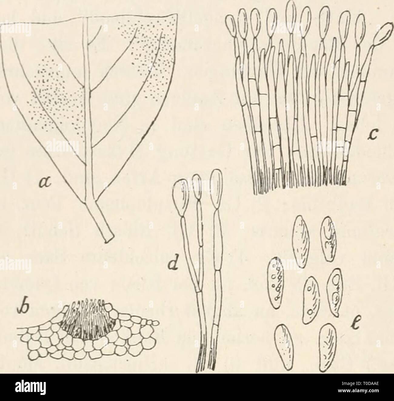Dr L Rabenhorst's Kryptogamen-Flora von Dr. L. Rabenhorst's Kryptogamen-Flora von Deutschland, Oesterreich und der Schweiz drlrabenhorstskr0107rabe Year: 1903  Acacia 452 Gloeosporium Acacia 4031. 0-1. sphaerelloides Sacc, Mich. I. p. 92; Fung. ital. tab. 85; Syll. IIL p. 709. Sporenlager auf beiden Blattseiten, punktförmig, anfänglich von der Epidermis bedeckt, schwarz; Sporenträger dicht bündelweise, fadenförmig, mit einigen Querwänden, fast einfach, 40—50 fi lang, Gloeosporium sphaerelloides Sacc. a. Tlieil eines Blattes von Hoya carnosa mit dem Pilze in natürlicher Grösse. h. Ein schwach v Stock Photo
