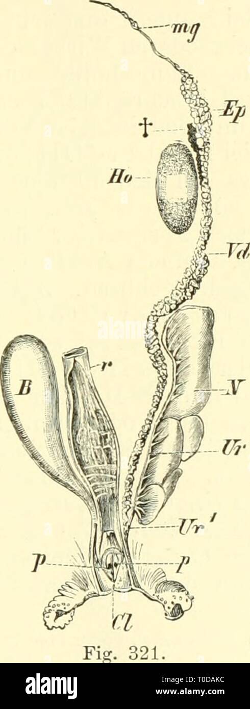 Einführung in die vergleichende Anatomie Stock Photo Alamy