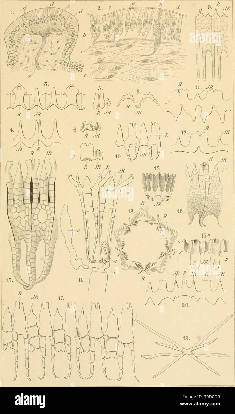 Echinodermen (Stachelhäuter) (1889) Stock Photo
