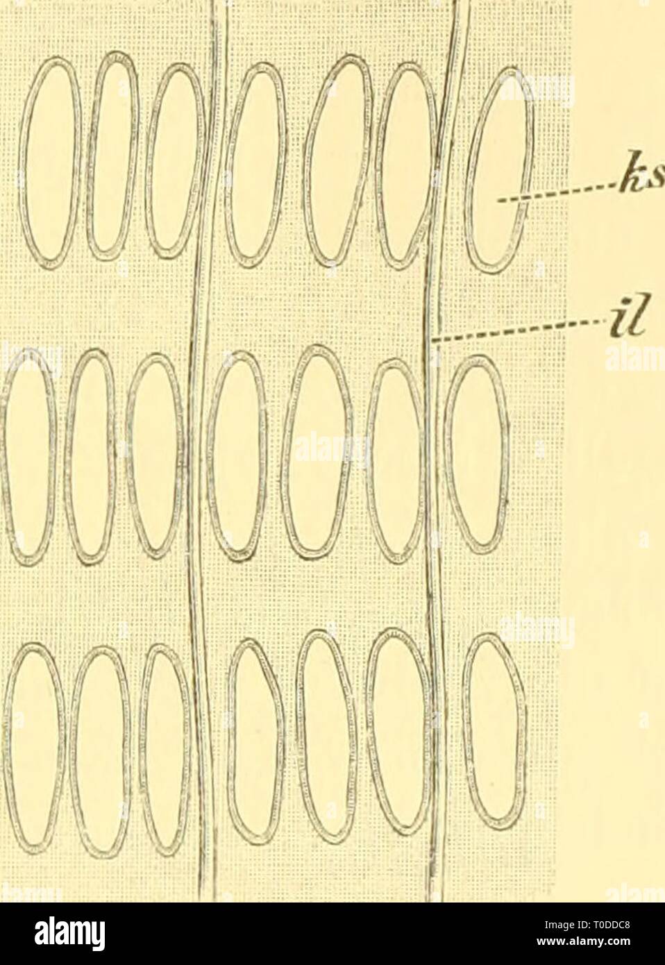 Dr HG Bronn's Klassen und Dr. H.G. Bronn's Klassen und Ordnungen des Thier-Reichs : wissenschaftlich dargestellt in Wort und Bild drhgbronnsklasse31bron Year: 1893-1911  jjuiyi/is -*s h^ '^ (/    Halbsehematische Darstellung des Kiemenkorbes einer Perophora von innen gesehen. B. Halbsehematische Darstellung der Kieme eines Botryllus von innen gesehen. = innere Längsgefässe; iq = innere Quergefässe; ks = Kiemenspalten; p = Papillen. einen vollkommen übereinstimmenden Bau und gleiche Lagebeziehungen aufweisen können. Lahille, und manche Forscher si]id ihm darin gefolgt, bezeichnet die als Längsf Stock Photo