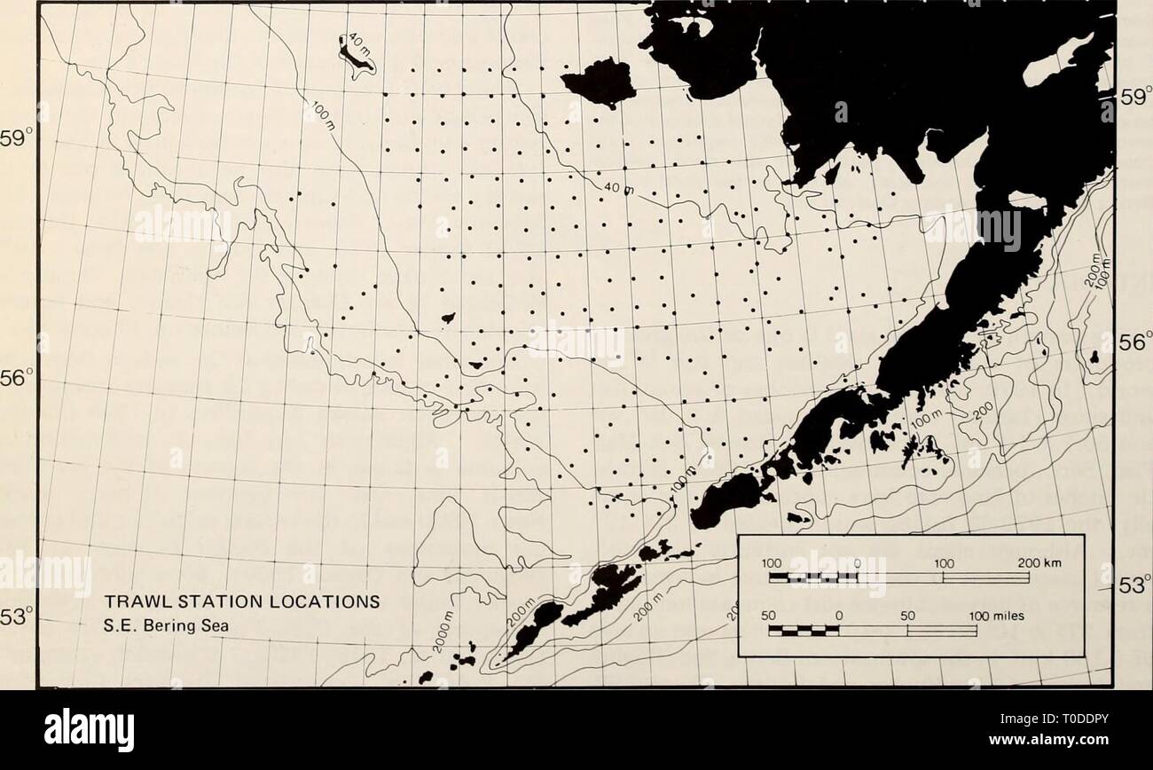 The Eastern Bering Sea Shelf The Eastern Bering Sea Shelf : oceanography and resources / edited by Donald W. Hood and John A. Calder easternberingsea00hood Year: 1981  1132 Benthic hiology 1963). Sparks and Pereyra (1966) present a partial checklist and general discussion of the benthic fauna of the southeastern Chukchi Sea for the summer of 1959. Feder and Mueller (1974) include species lists, population density, and biomass of benthic epifauna collected in a survey of the northeastern Bering Sea near Nome. Neiman (1963) and Alton (1974) discuss the proportion of benthos available as food to  Stock Photo