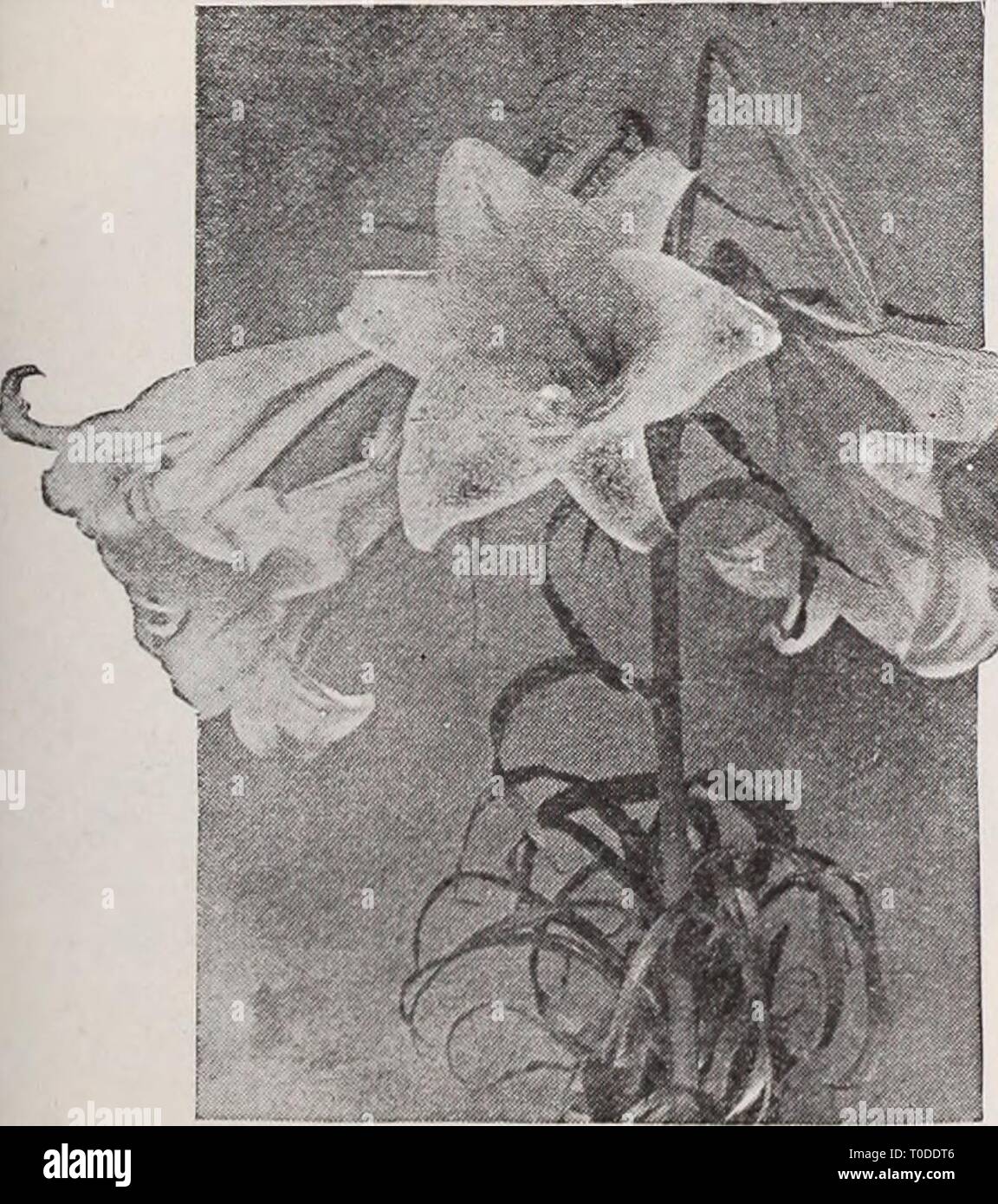 Dreer's garden book  Henry Dreer's garden book / Henry A. Dreer. dreersgardenbook1931dree Year:   Giant Imperial Larkspur Three Lovely Pink Double Annual Larkspurs 2936 Exquisite Pink Improved. A greatly im- proved strain both in the upright habit of growth and in the charming pink color, which comes practically 100 per cent. true, j oz., 40 PER PKT. cts. .$0 10 Lilium Piiilippinense Formosanum 2934 Exquisite Rose. Identical in every way to the foregoing but several tones deeper in color, being a rich rose pink that comes quite true.  oz., 40 cts 10 2945 Miss California {New). Of the new upri Stock Photo