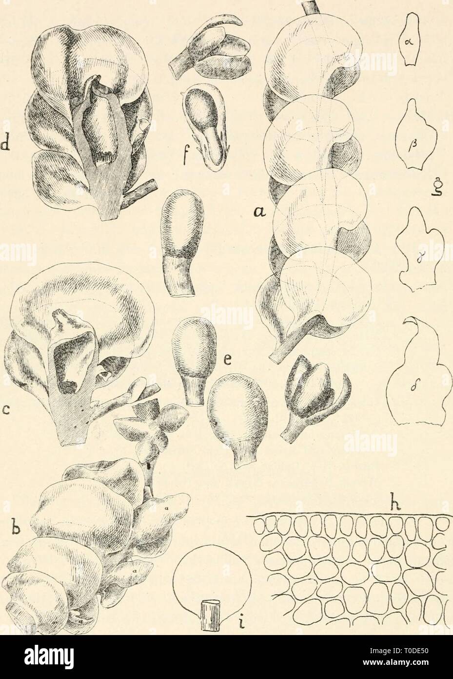 Dr L Rabenhorst's Kryptogamen-Flora von Dr. L. Rabenhorst's Kryptogamen-Flora von Deutschland, Oesterreich und der Schweiz drlrabenhorstskr0601rabe Year: 1906  512 AUcuIaria.    Fig. 266. Alicularia corapressa. a Stengelstück, Verg. ^. b Sporogon tragendes Stengelstück, bei a Unterblätter, Verg, etwa ^7i • c und d Längsschnitte durch die 9 Inflorescenz in verschiedenen Stadien, Verg. etwa'7i- ^ verschiedene Kapseln, z.T. aufgesprungen, Yerg. etwa ^^/j. f Kalyptra mit jungem Sporogon und sterilen Archegonien, Verg. etwa ^. (Fig-. a—f nach Gottsche.) g Unterblätter in der 9 Inflorescenz in der R Stock Photo