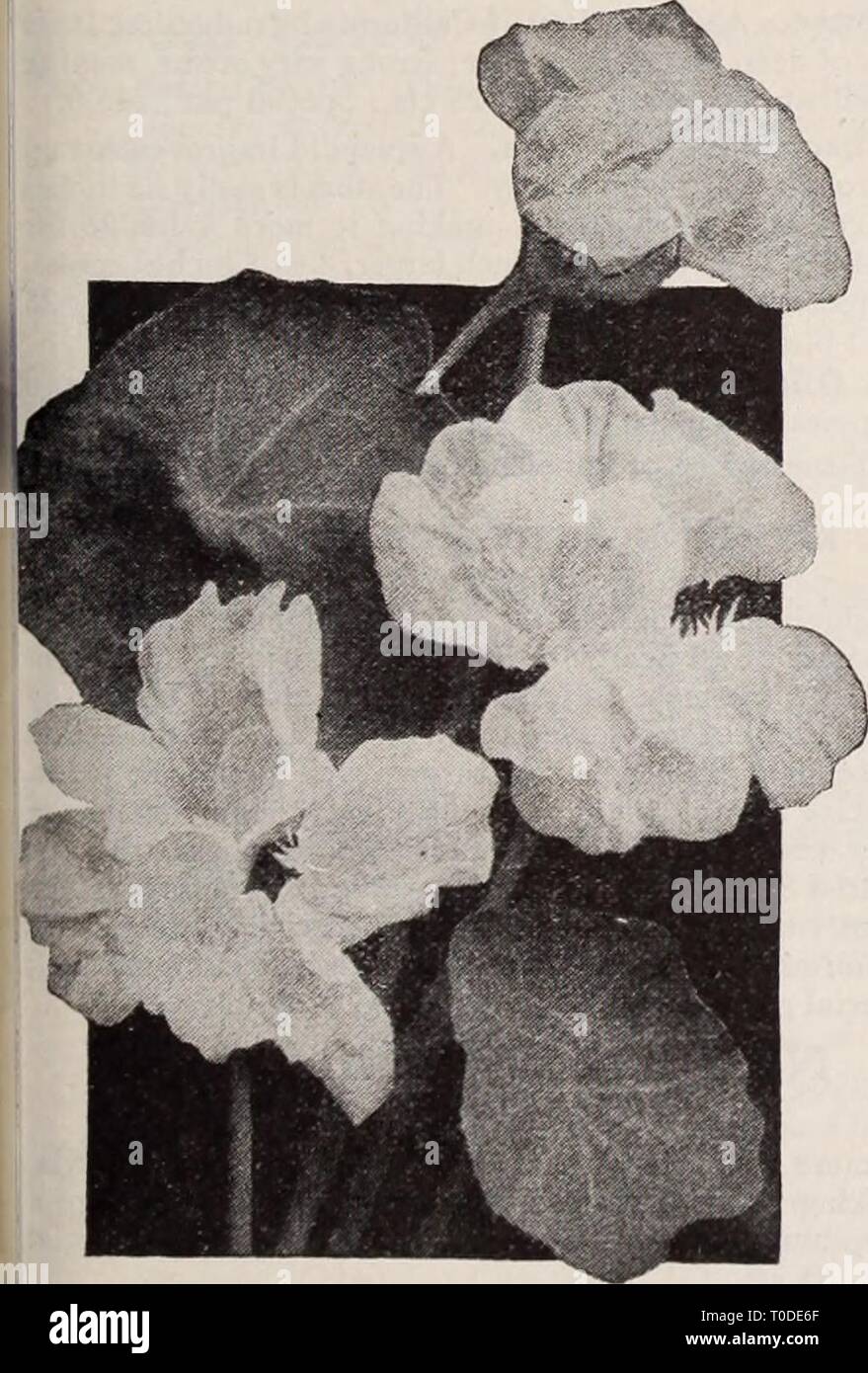Dreer's garden book  Henry Dreer's garden book / Henry A. Dreer. dreersgardenbook1931dree Year:   Meconopsis Regia (New)    Double Nasturtium, Golden Gleam Nicotiana Sanderae Crimson King 3415 The Tuberose-flowered Tobacco has always been popular for its sweet scented, long tubular flowers. This new variety has dark velvety crimson red flowers, the richest tint yet produced. Pkt., 10 cts.; i oz., 30 cts. (For General List of Nicotianas, see page 88.) Swiss Giant Pansies The plants are of unusually robust habit. The very large flowers of heavy texture are held well above the foliage on long str Stock Photo