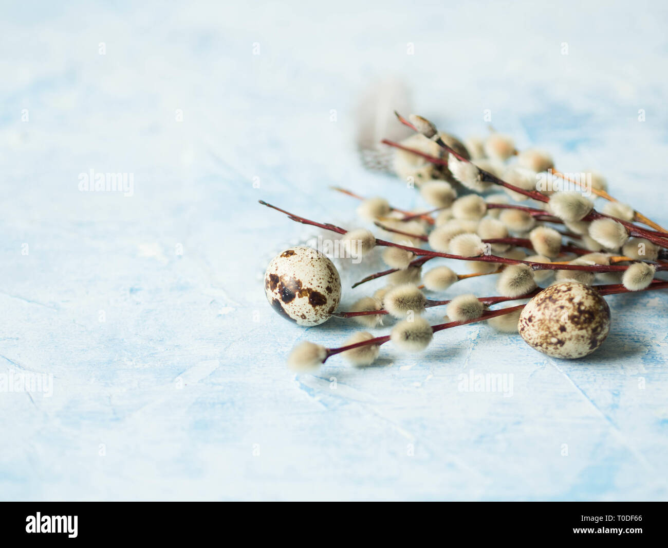 Vase with pussy willow branches on black grunge background Stock Photo -  Alamy