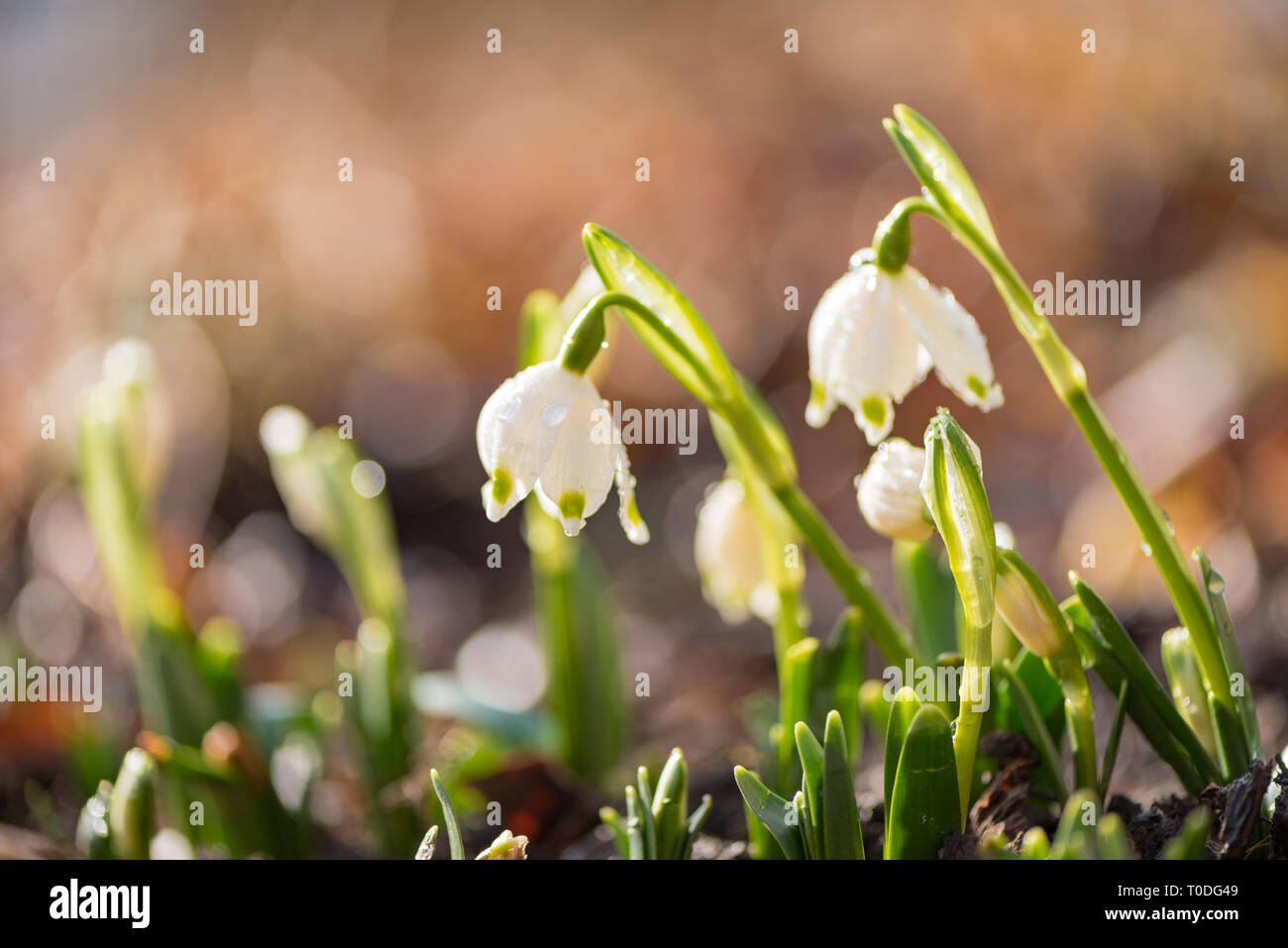 White snowdrops in backlight. beautiful spring flower. Stock Photo