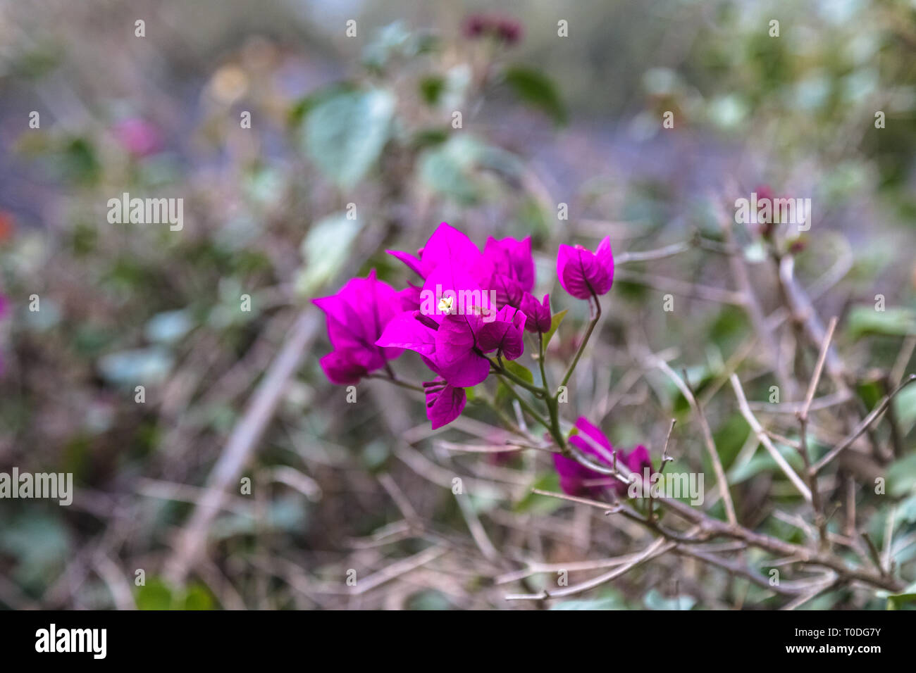 Purple bougainvillea flowers. Aberdare, Kenya Stock Photo Alamy