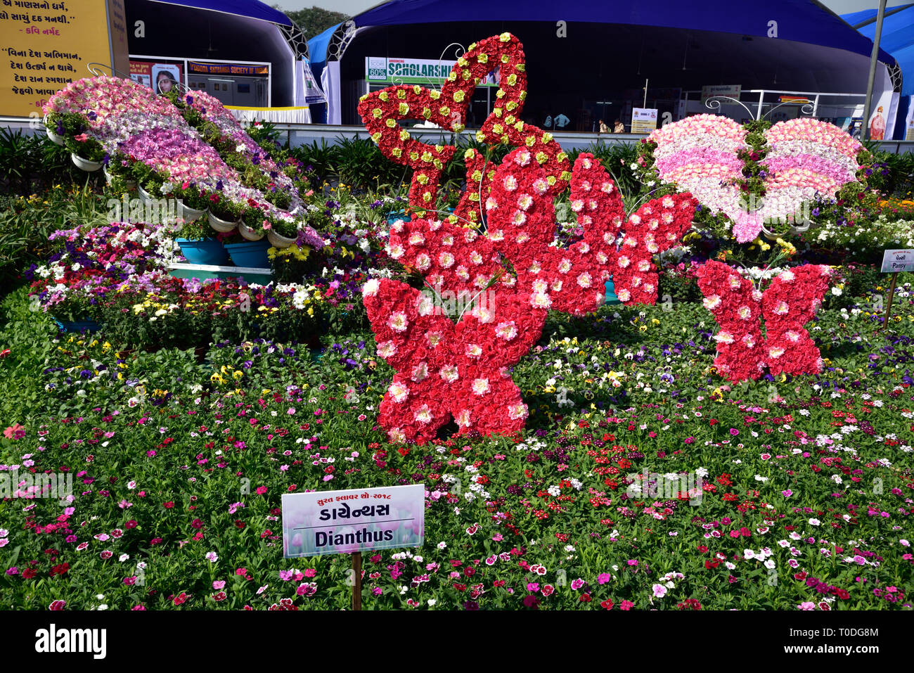 Butterfly with Dianthus flowers, Flower Garden, Surat, Gujarat, India