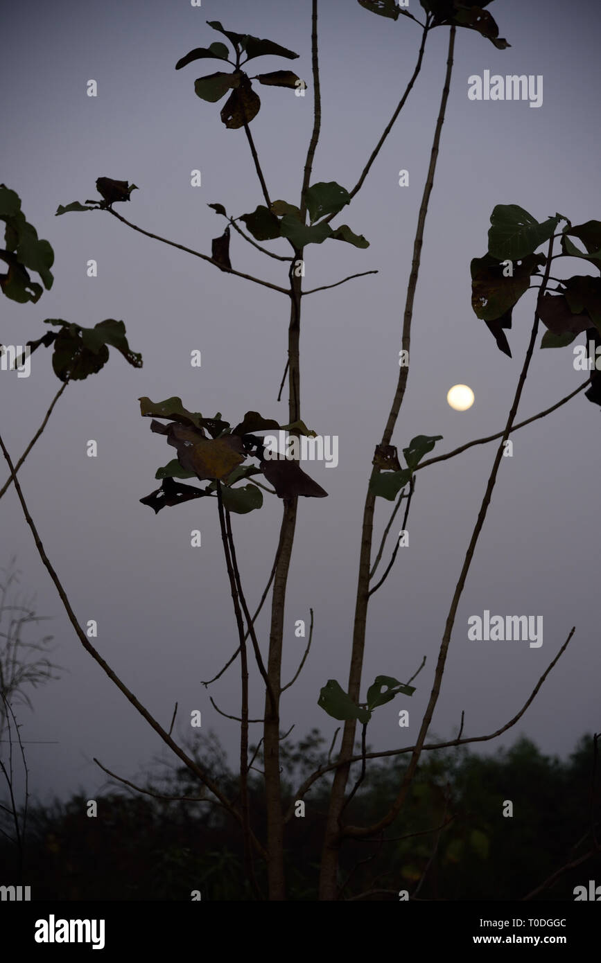 Full moon through branches, Ghadoi, Valsad, Gujarat, India, Asia Stock Photo