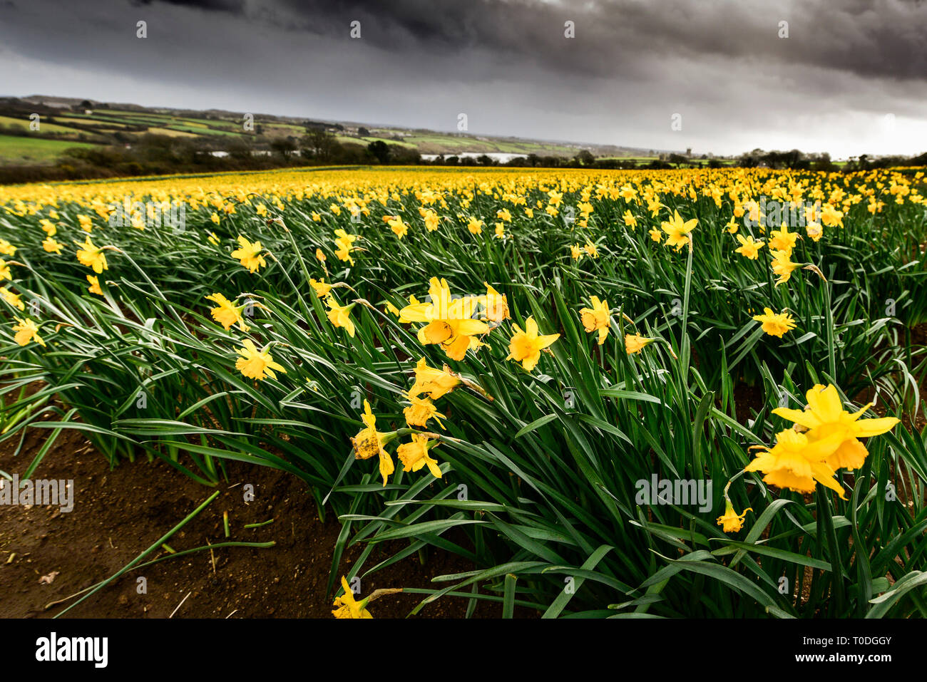 A large field full of daffodils Narcissus being grown for bulbs. Stock Photo