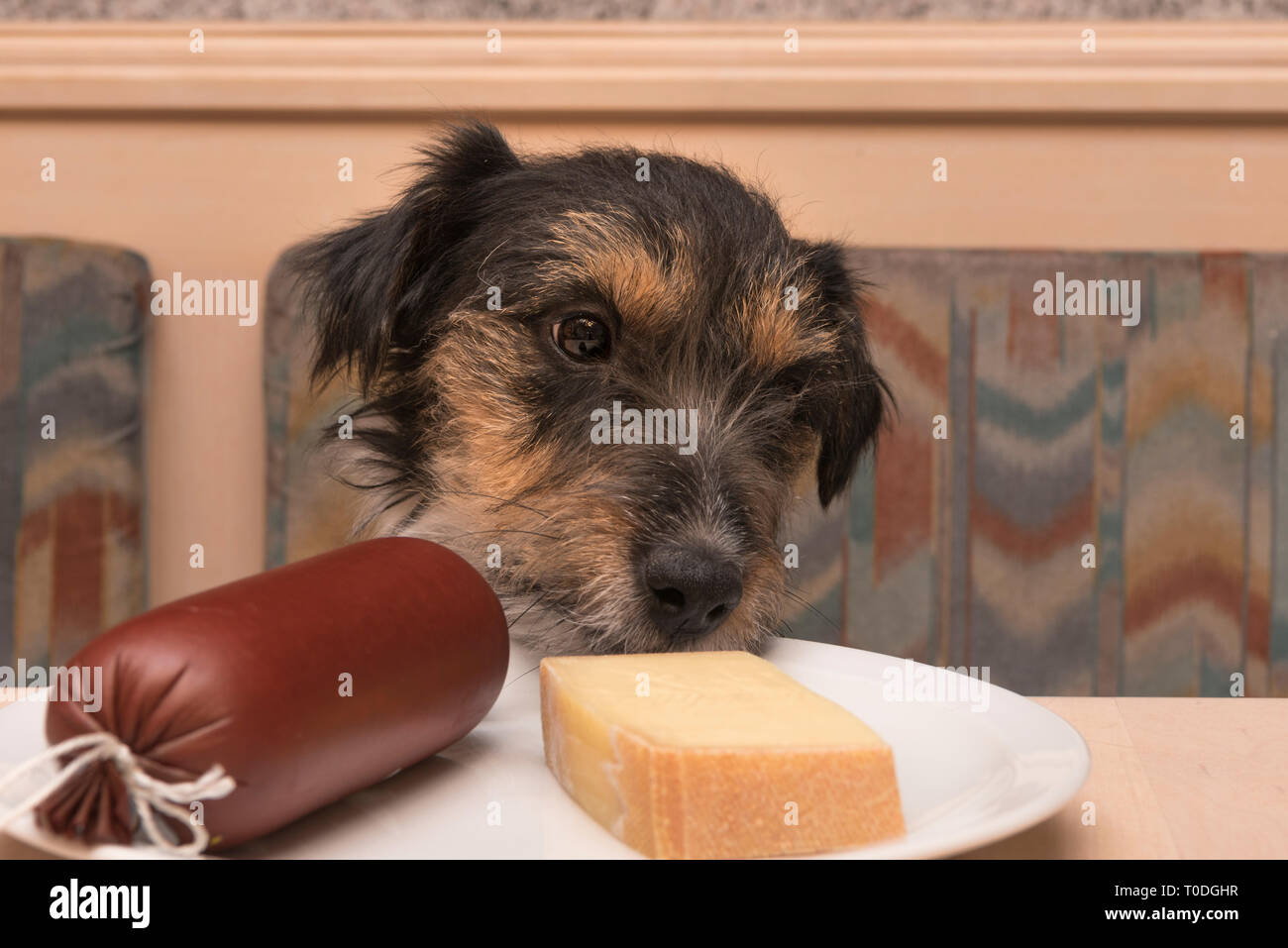 Jack russell sitting at table in kitchen in front of sausage and cheese