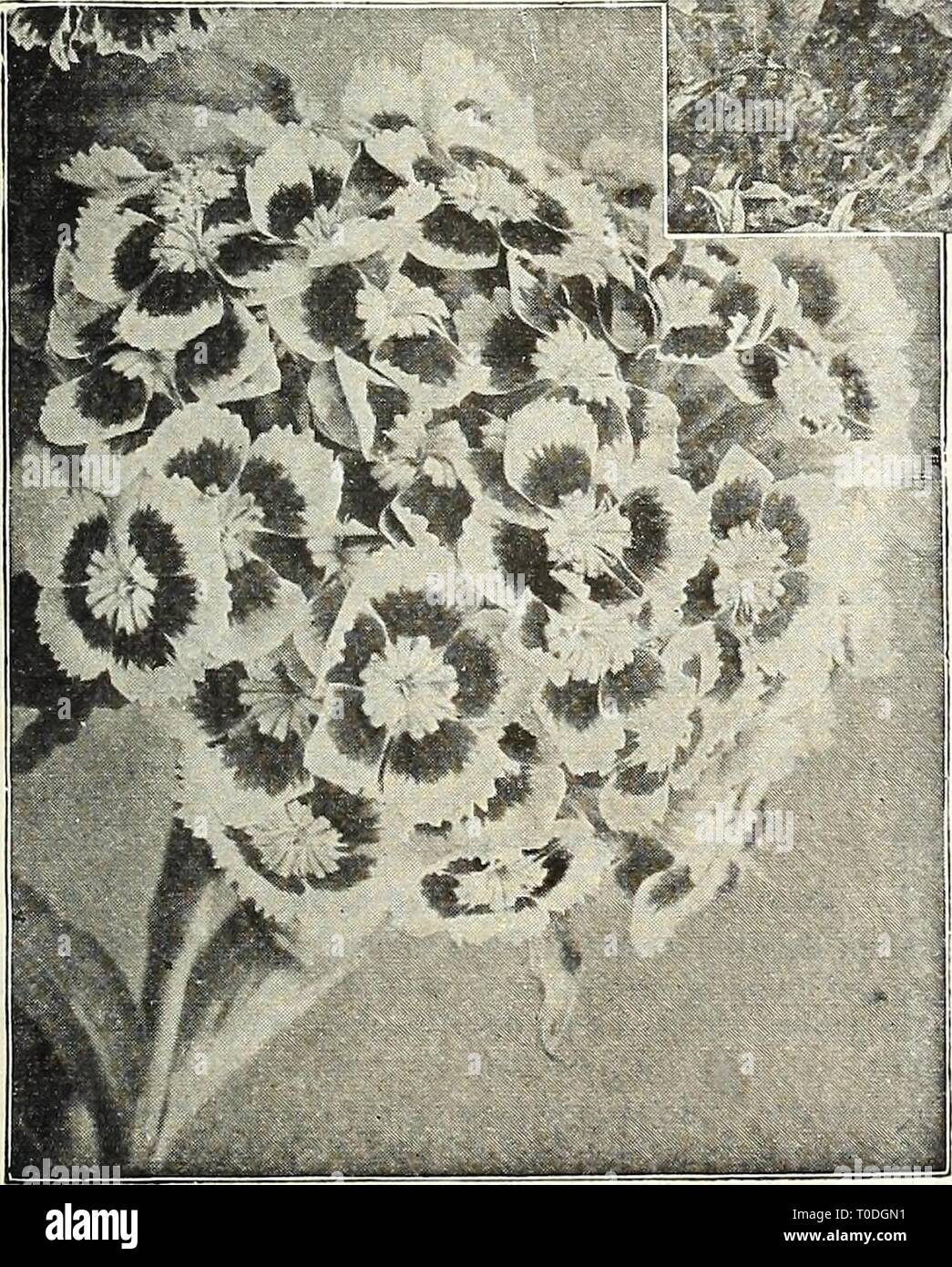 Dreer's garden book 1924 (1924) Dreer's garden book 1924 dreersgardenbook1924henr Year: 1924  /flEHiyAJREEPu^ HARDY PERENNIAL PIANTS &gt;HiLaiEiiPmik 195 SISYRINCHIUM (Satin Lily or Blue-eyed Grass) Bermudianum. A pretty early spring and fall-flowering plant with blue flowers and grass-like foliage. 25 cts. each; $2.50 per doz. STACHYS (Woundwort) Betonica Grandiflora (Betony). Large flowers of purplish-rose; June and July; 15 inches. 25 cts. each; $2.50 per doz. STAT ICE (Great Sea Lavender) Latifolia. A most valuable plant either for the border or rockery with tufts of leathery leaves and i Stock Photo