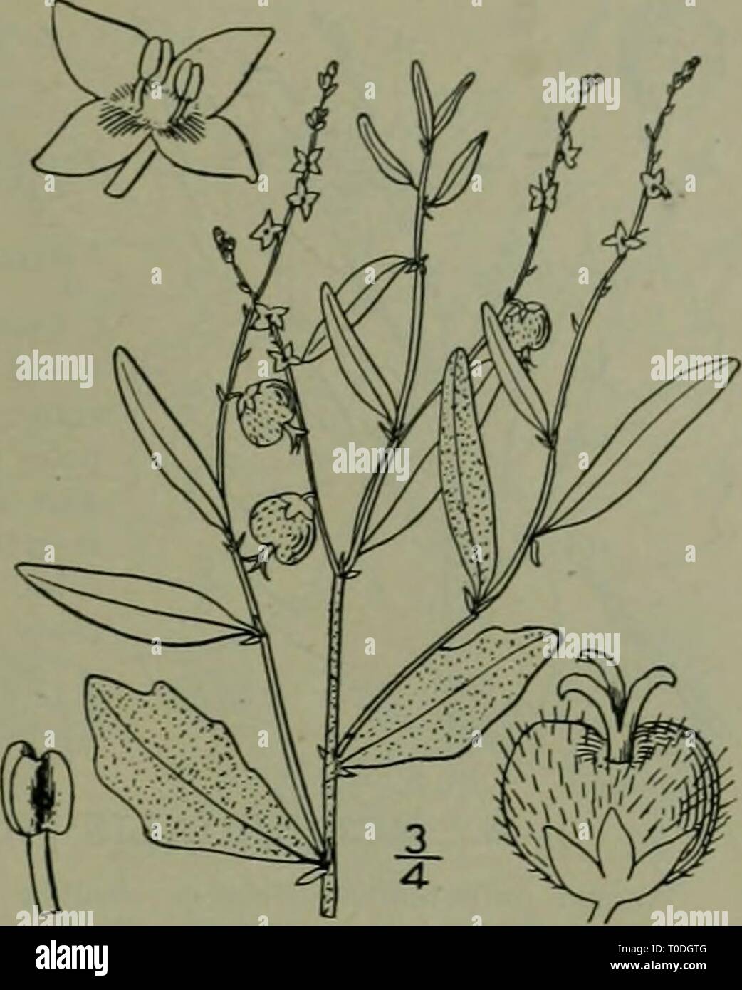 An illustrated flora of the Stock Photo - Alamy